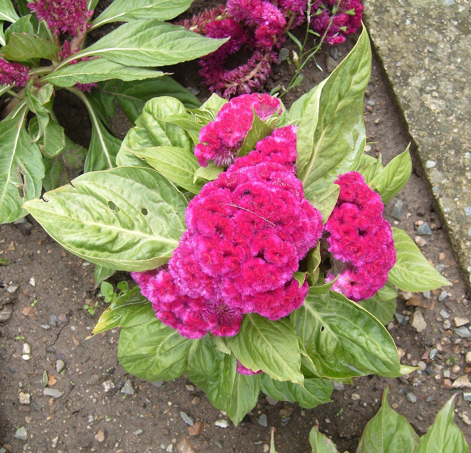 Imagem de referência relacionada a Celosia, item descrito como género de plantas