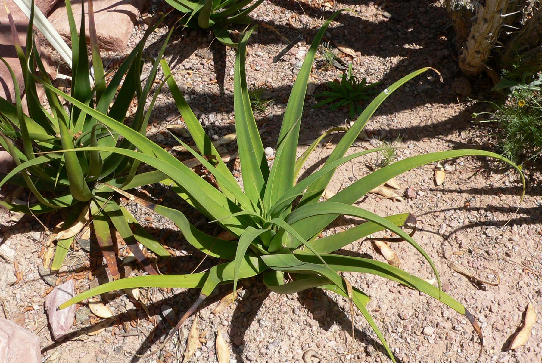 Imagem de referência relacionada a Agave bracteosa, item descrito como registro de referência sobre Agave bracteosa, organizado a partir de dados estruturados abertos