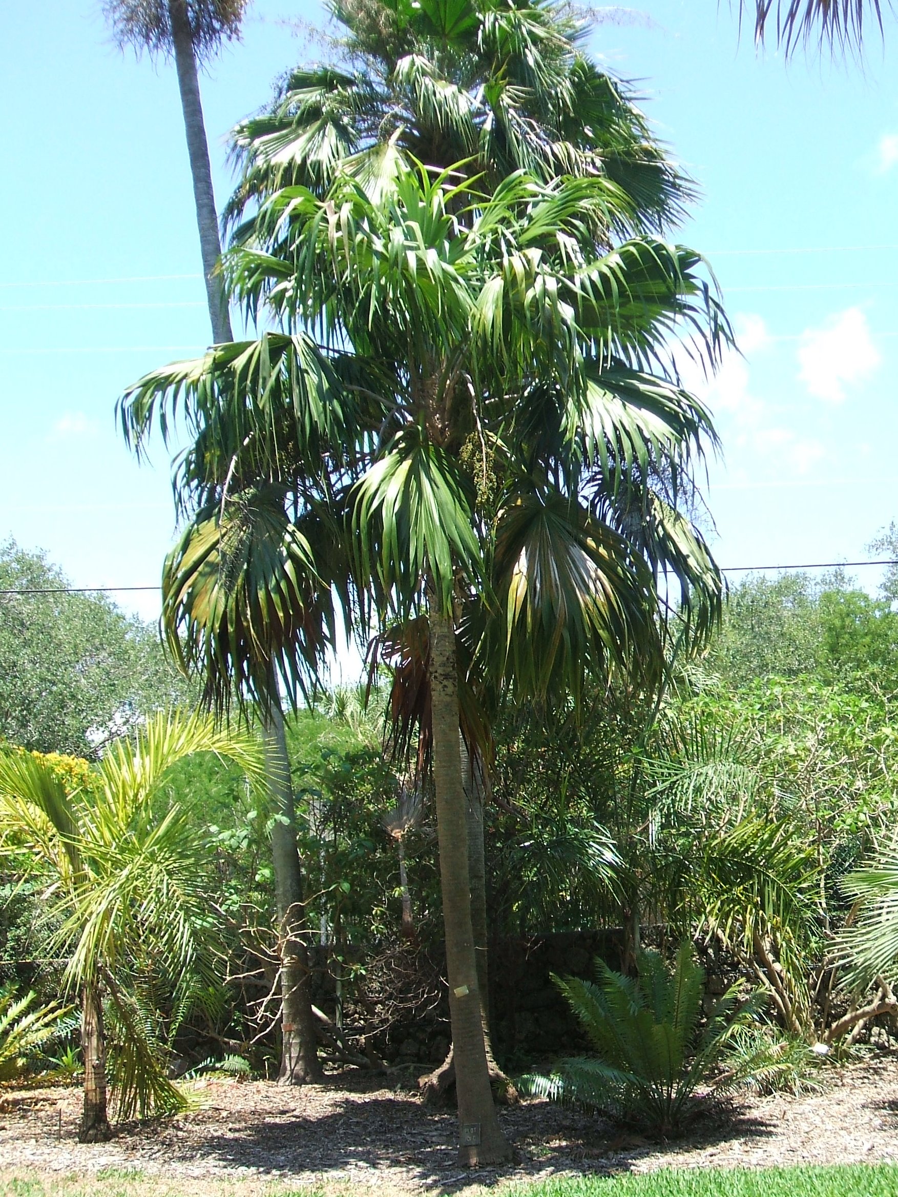 Imagem de referência relacionada a Thrinax, item descrito como género de plantas