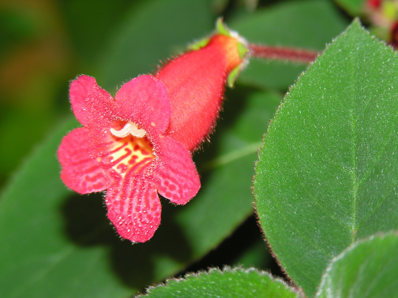Imagem de referência de Kohleria, descrito nos dados abertos como género de plantas