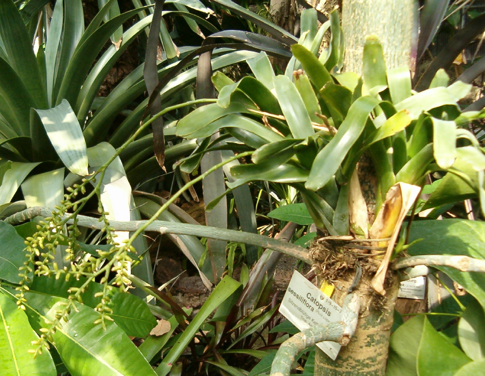 Imagem de referência relacionada a Catopsis, item descrito como género de plantas