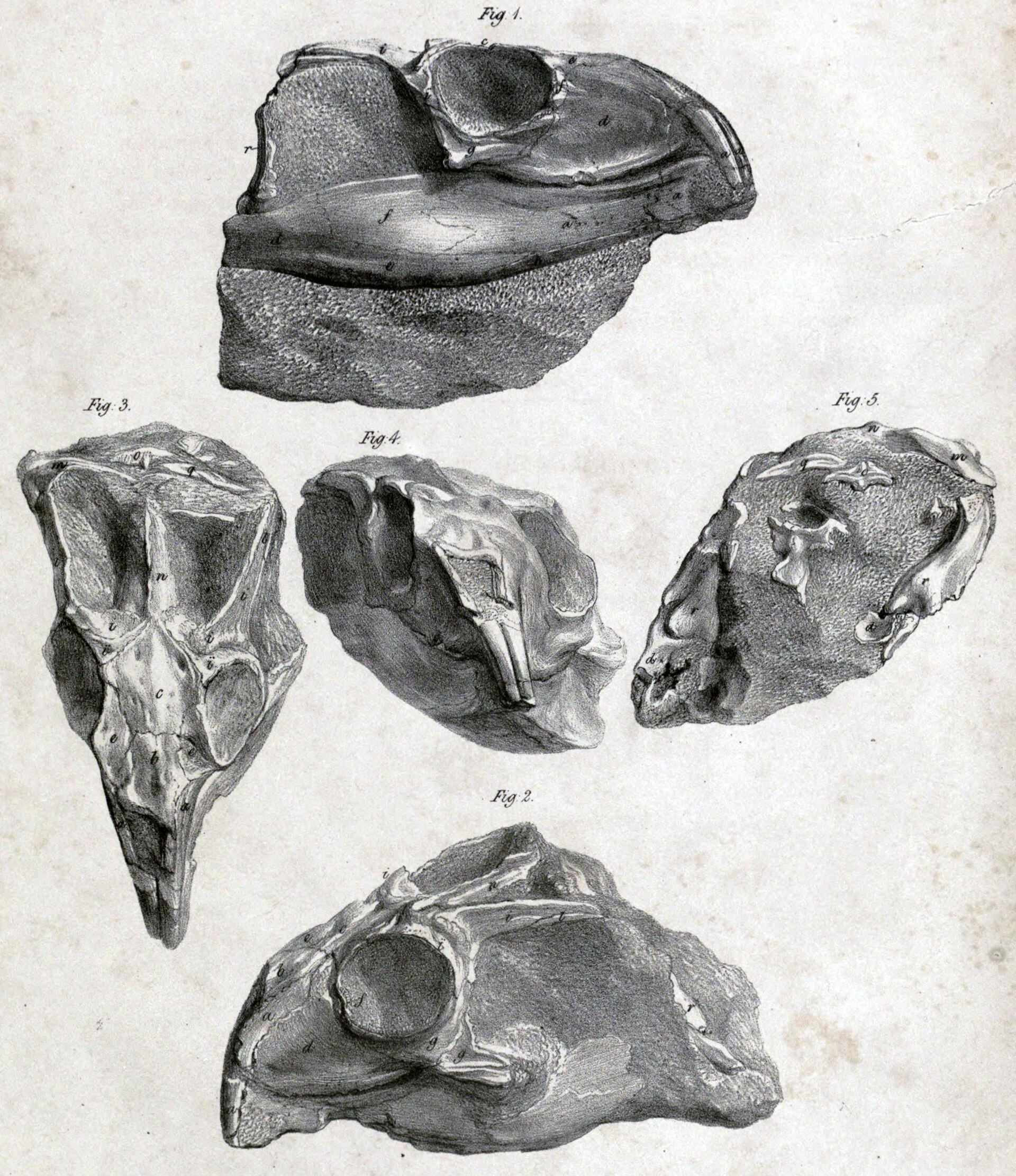 Imagem de referência de Rhynchosaurus, descrito nos dados abertos como gênero de réptil