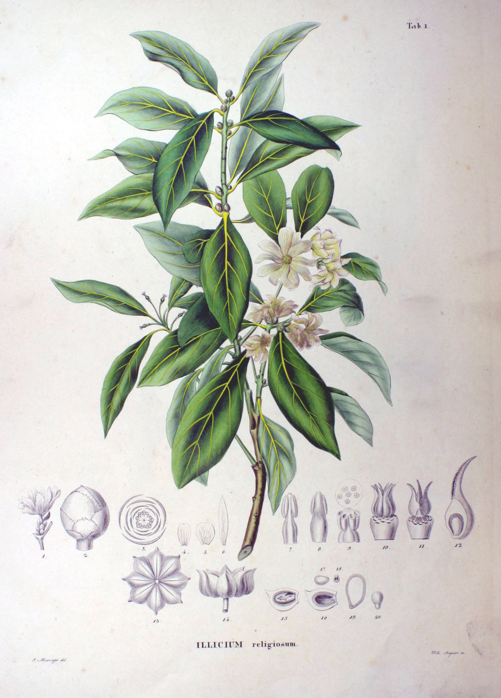 Imagem de referência relacionada a Illicium anisatum, item descrito como registro de referência sobre Illicium anisatum, organizado a partir de dados estruturados abertos