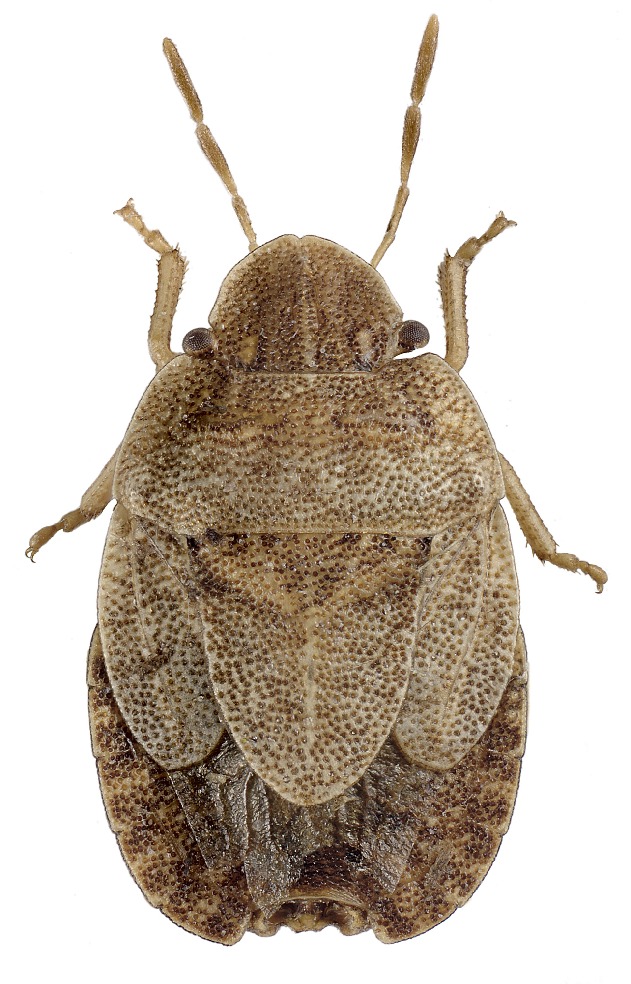Imagem de referência de Sciocoris microphthalmus, descrito nos dados abertos como espécie de inseto