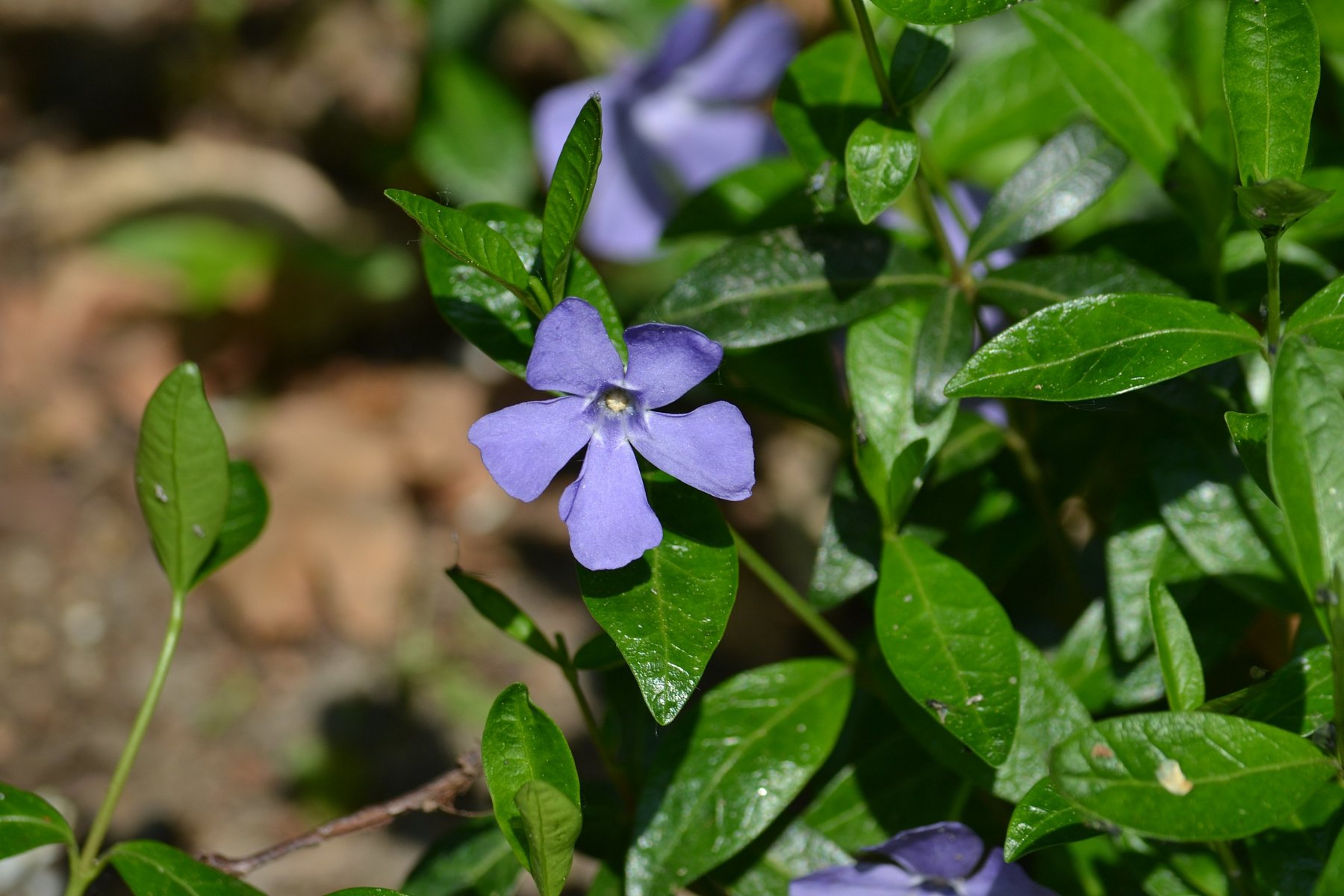 Imagem de referência de Vinca, descrito nos dados abertos como género de plantas