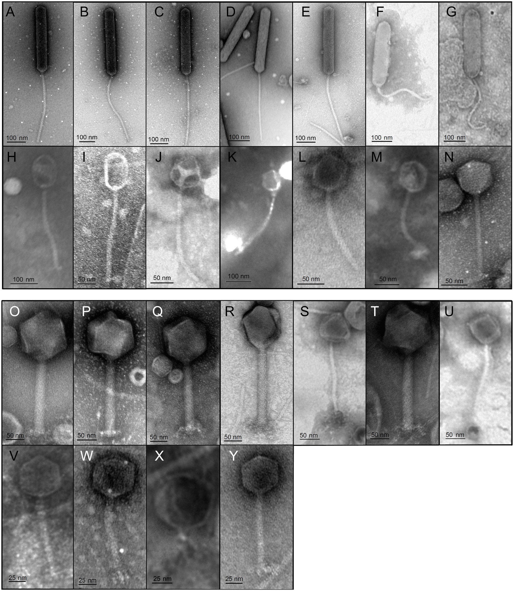 Imagem de referência relacionada a Caulobacteraceae, item descrito como registro de referência sobre Caulobacteraceae, organizado a partir de dados estruturados abertos