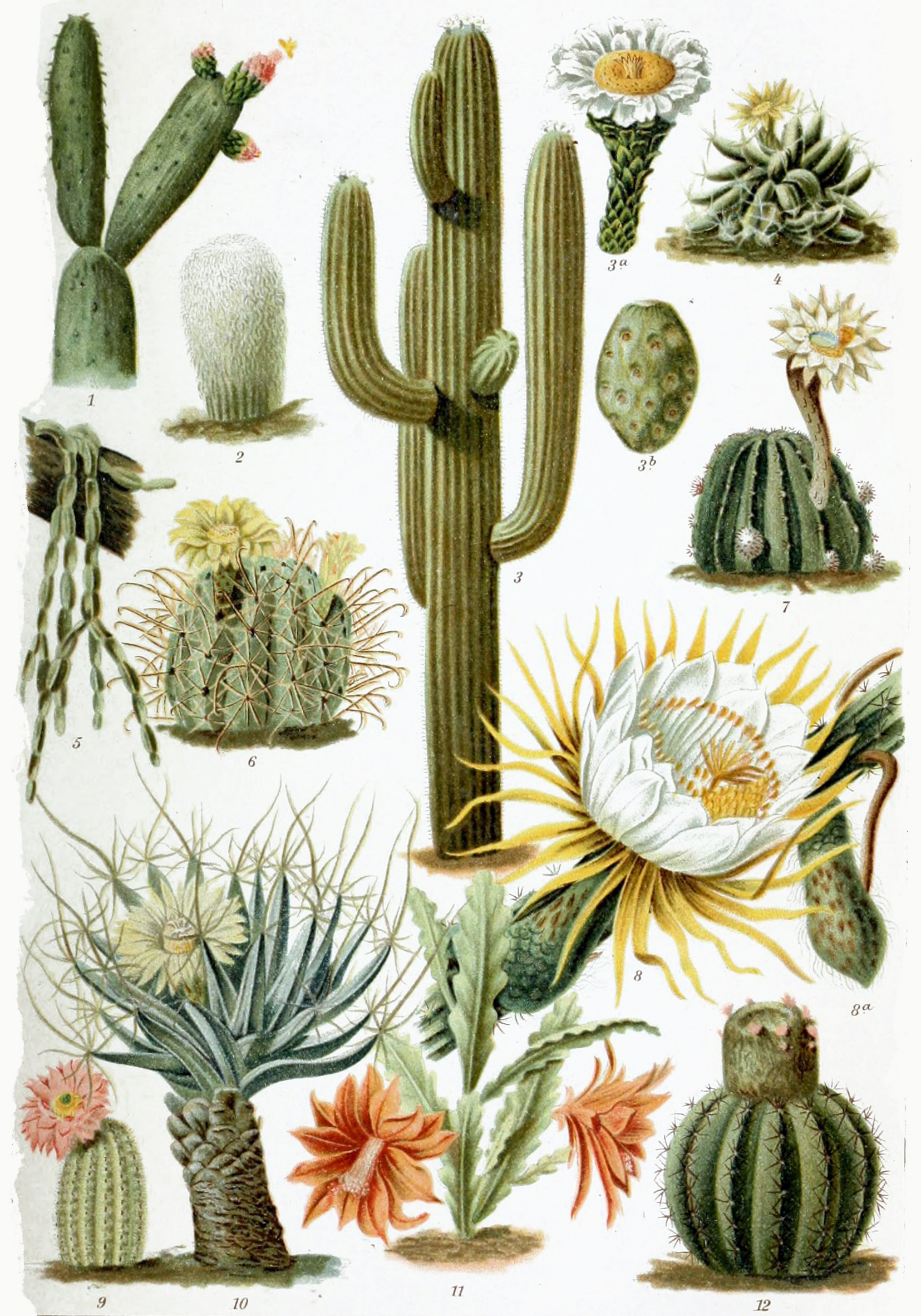 Imagem de referência relacionada a Cactaceae, item descrito como família de plantas