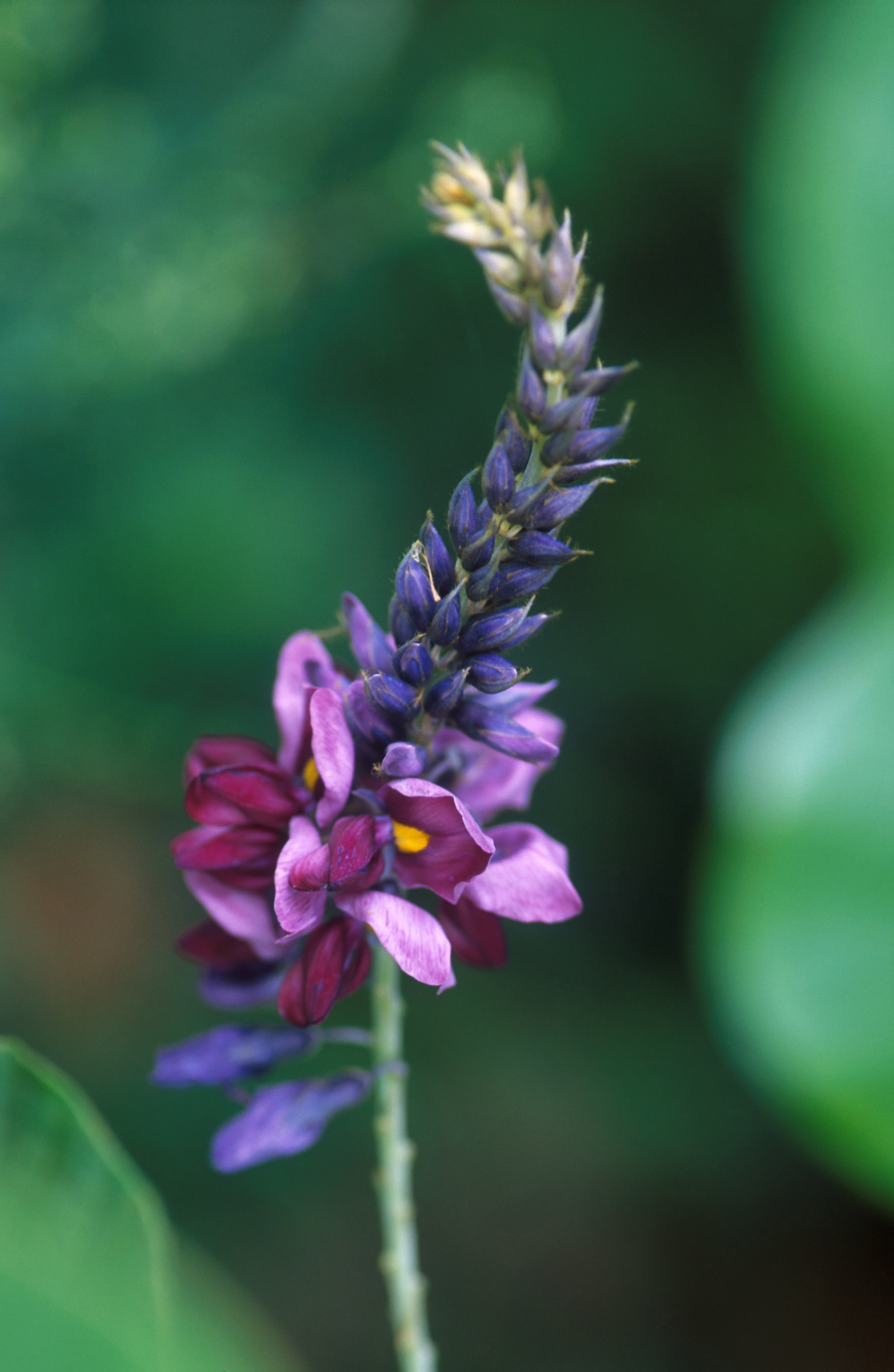 Imagem de referência de Pueraria, descrito nos dados abertos como género de plantas