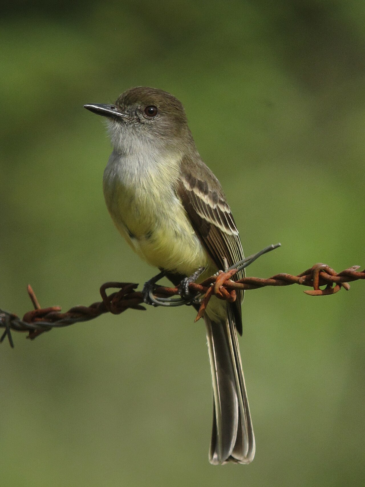 Imagem de referência de Myiarchus cephalotes, descrito nos dados abertos como espécie de ave