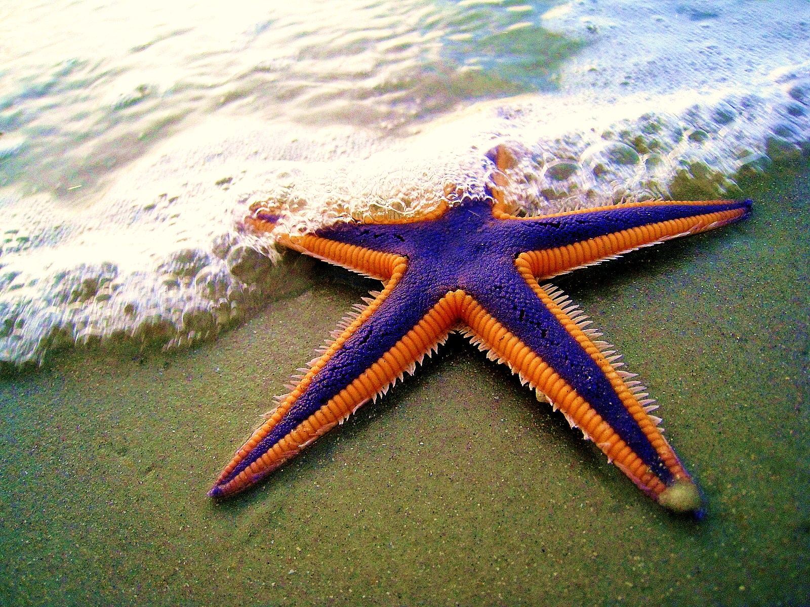 Imagem de referência de estrela-do-mar, descrito nos dados abertos como classe de equinodermes,animal marinho