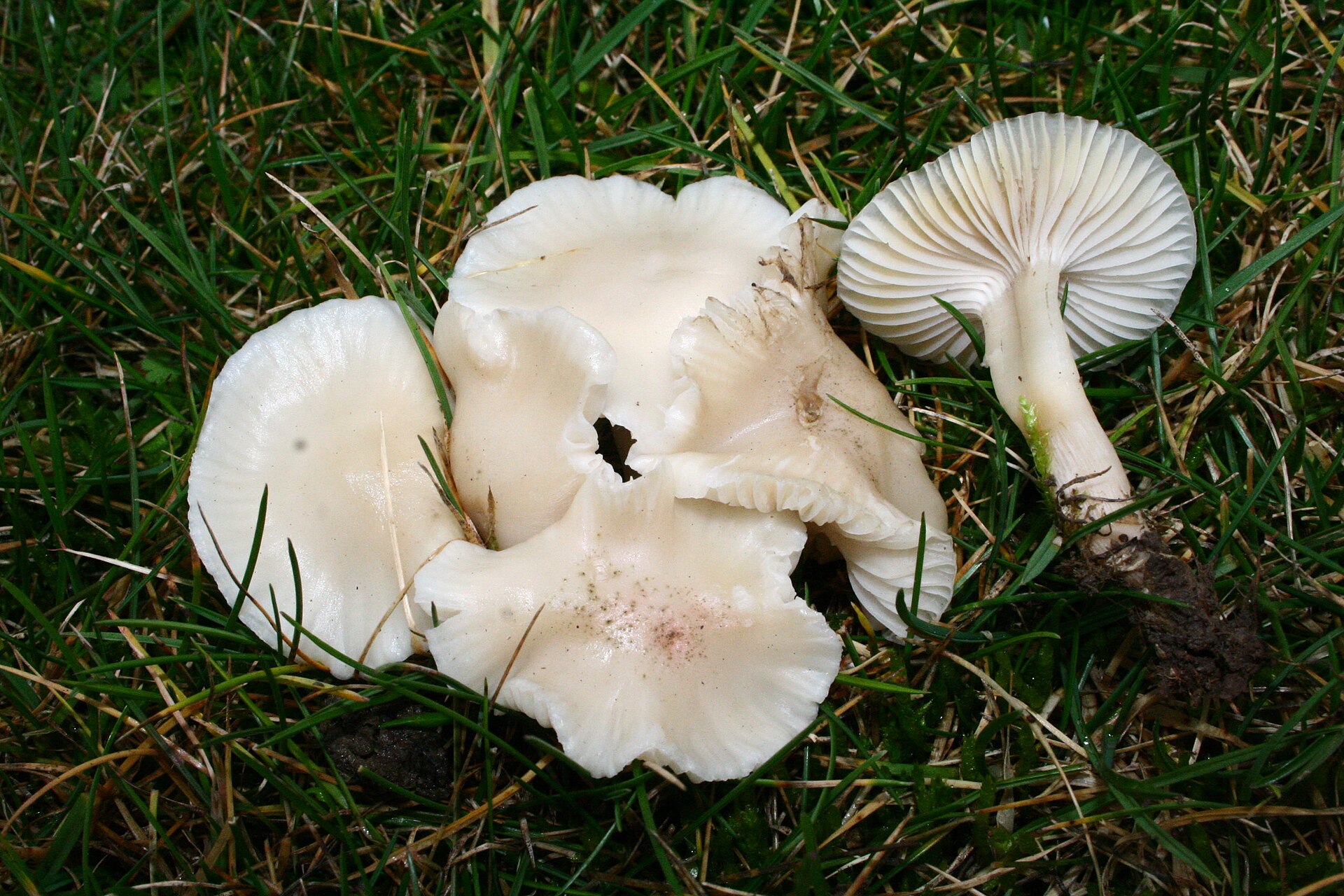 Imagem de referência relacionada a Hygrocybe virginea, item descrito como registro de referência sobre Hygrocybe virginea, organizado a partir de dados estruturados abertos