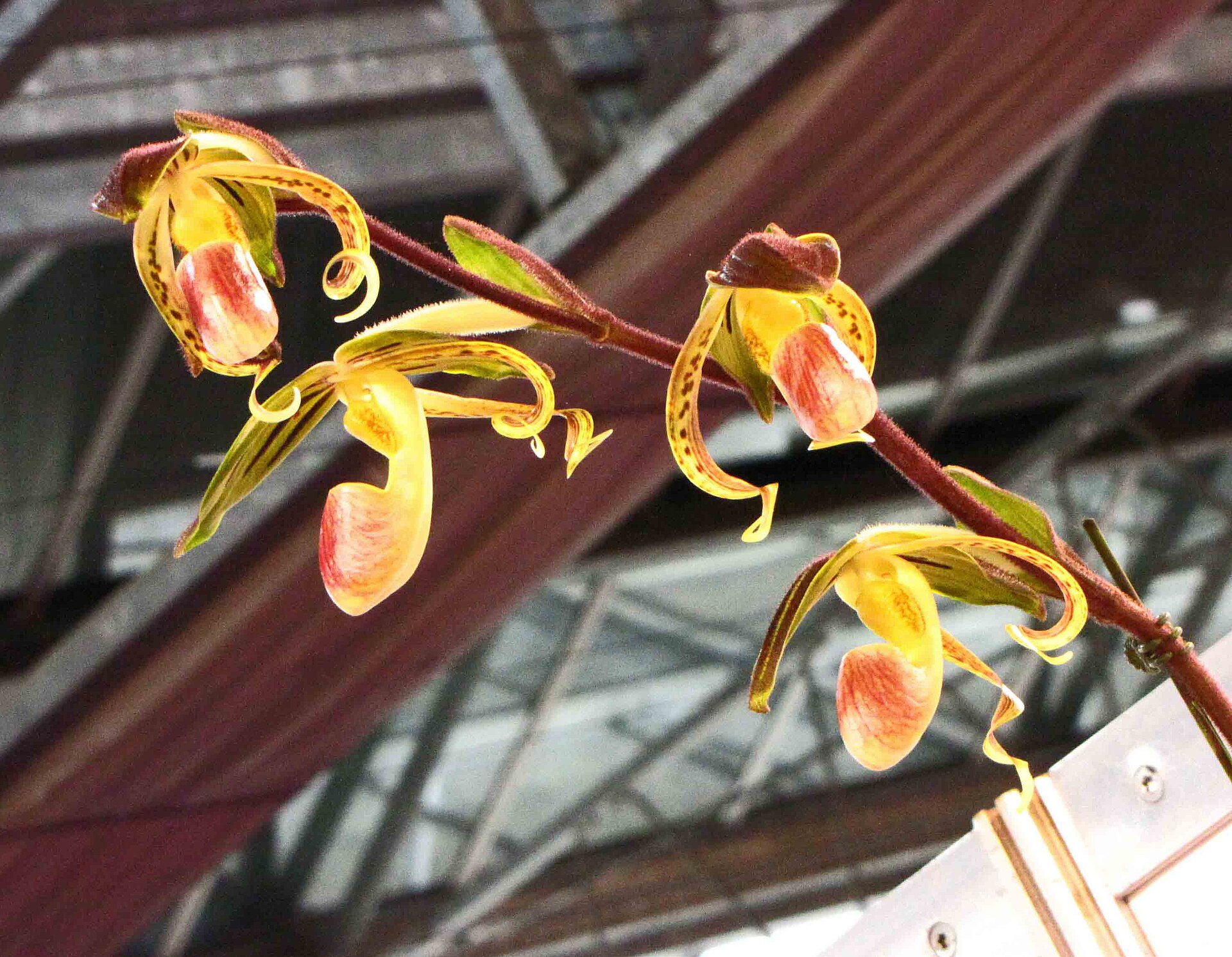 Imagem de referência de Paphiopedilum gigantifolium, descrito nos dados abertos como espécie de planta
