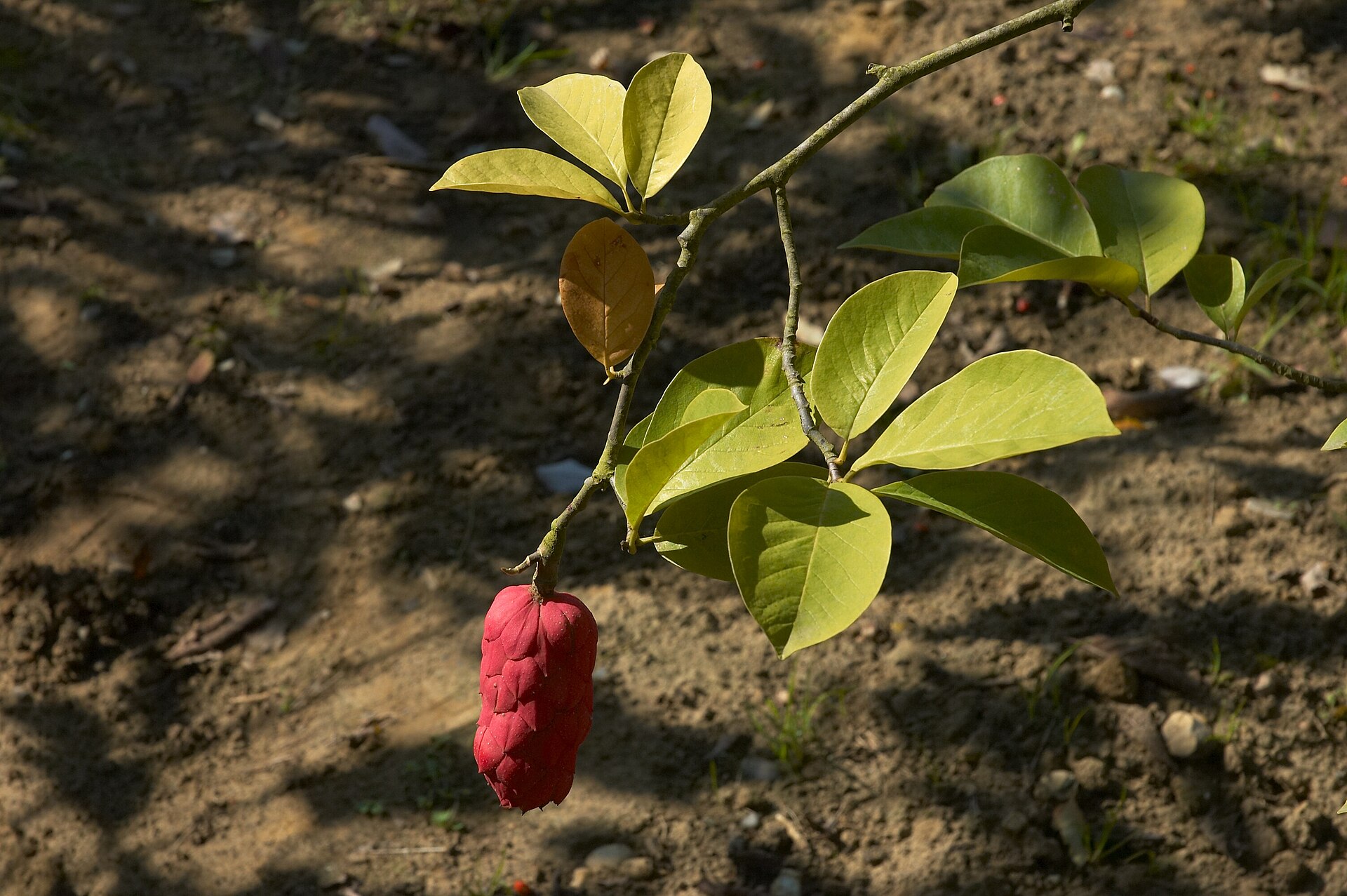Imagem de referência relacionada a Magnolia cylindrica, item descrito como registro de referência sobre Magnolia cylindrica, organizado a partir de dados estruturados abertos
