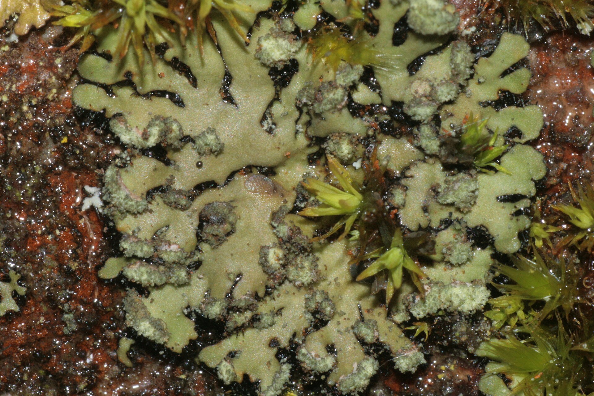 Imagem de referência de Phaeophyscia, descrito nos dados abertos como género de fungos