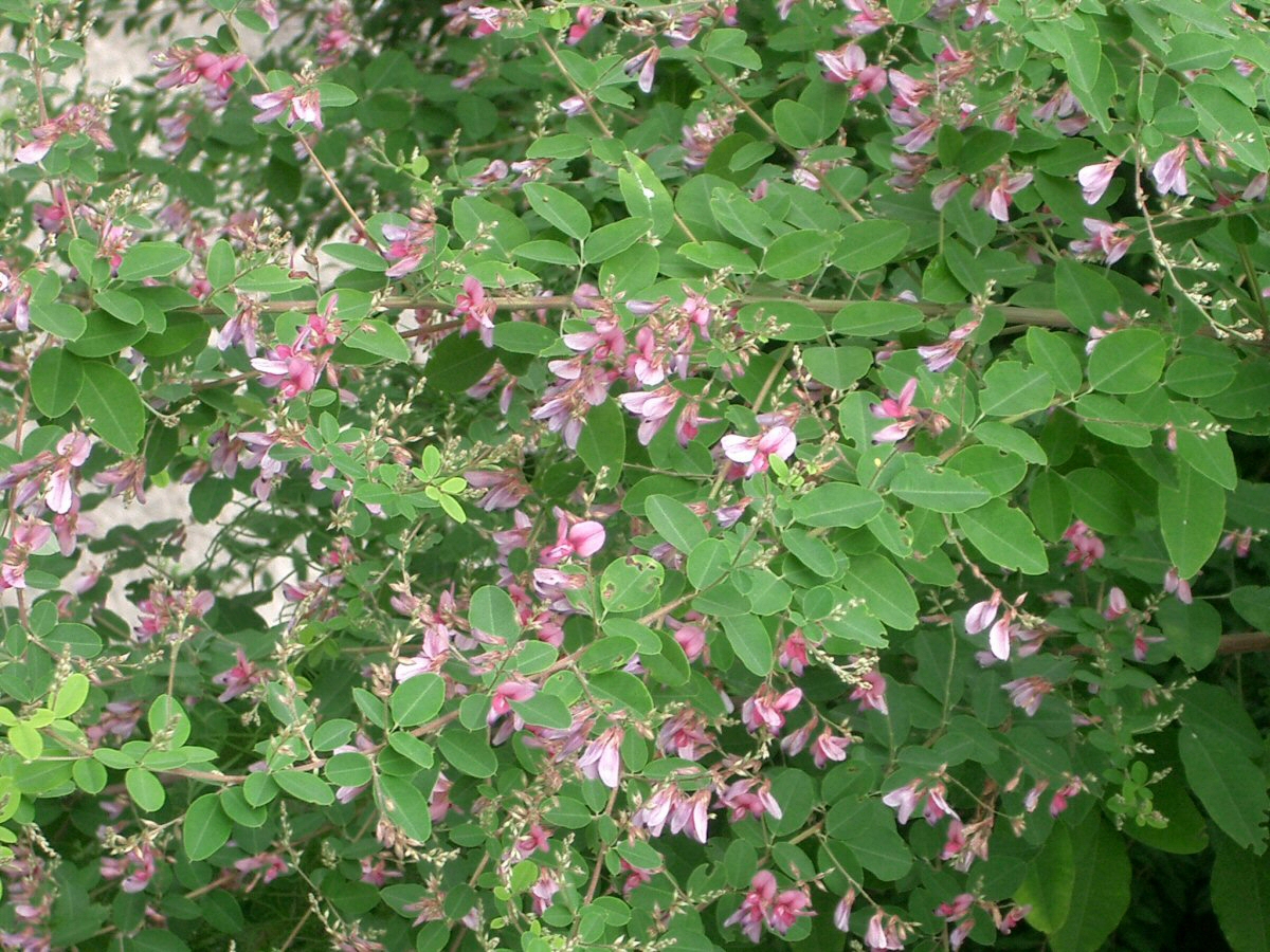 Imagem de referência relacionada a Lespedeza, item descrito como género de plantas