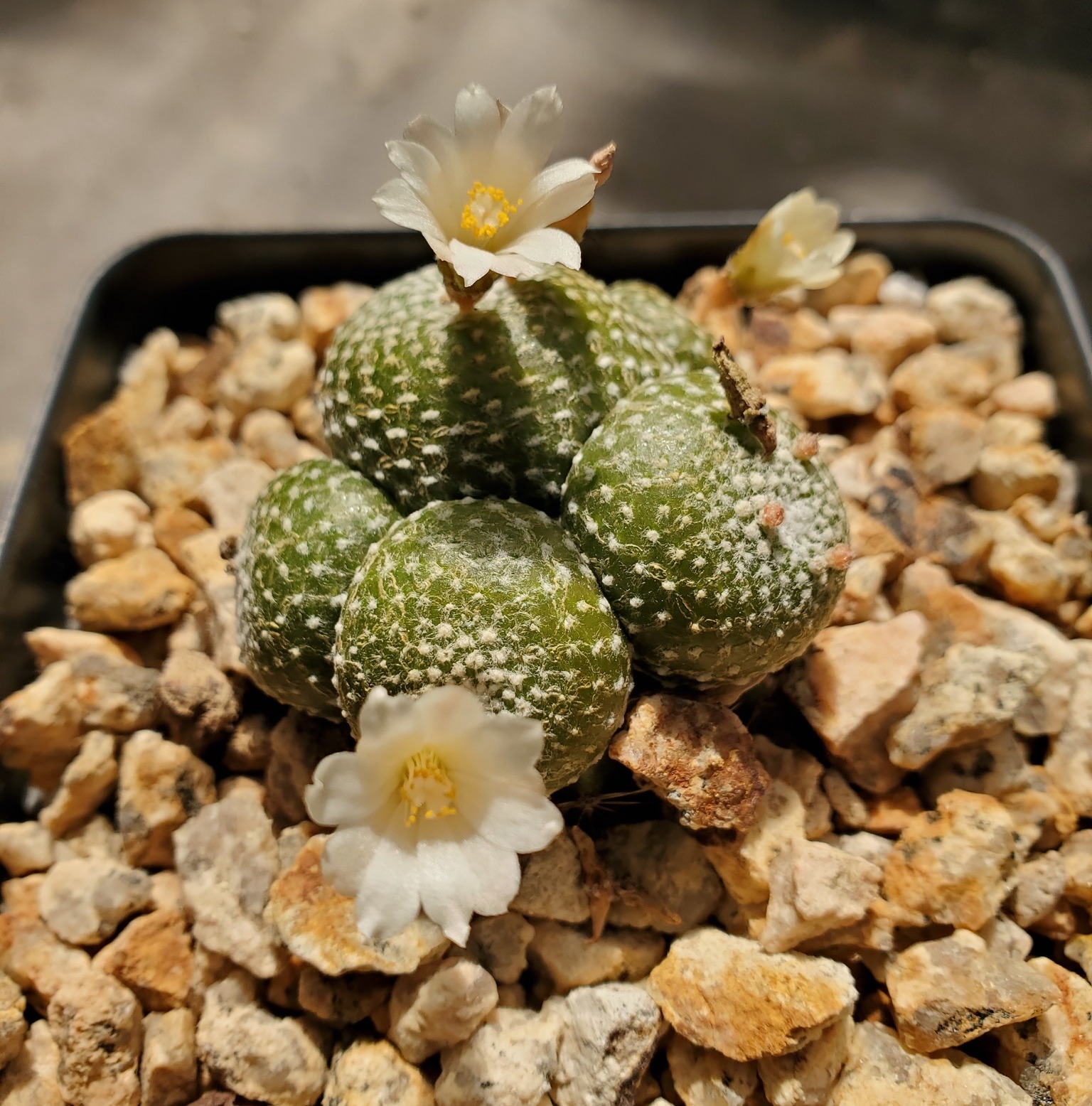 Imagem de referência relacionada a Blossfeldia liliputiana, item descrito como espécie de planta