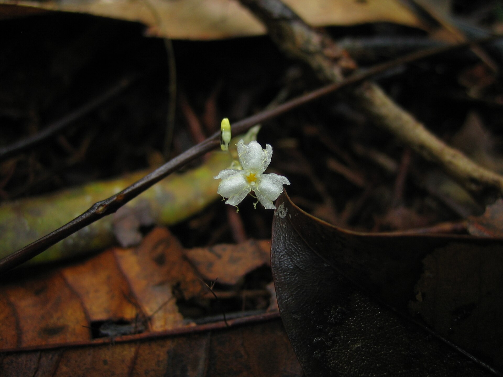 Imagem de referência relacionada a Gymnosiphon, item descrito como género de plantas