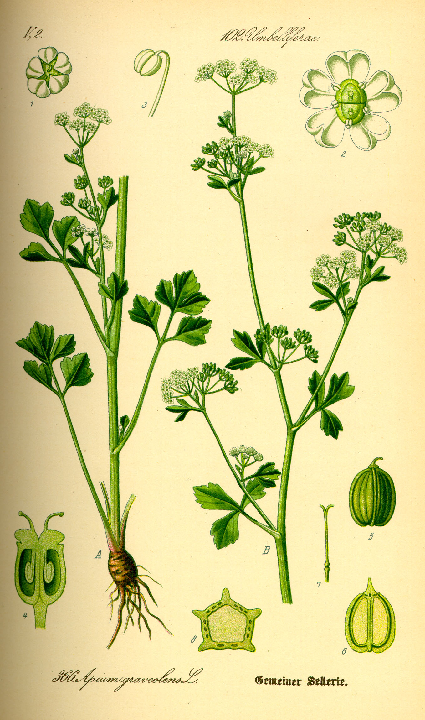 Imagem de referência de Apium, descrito nos dados abertos como género de plantas