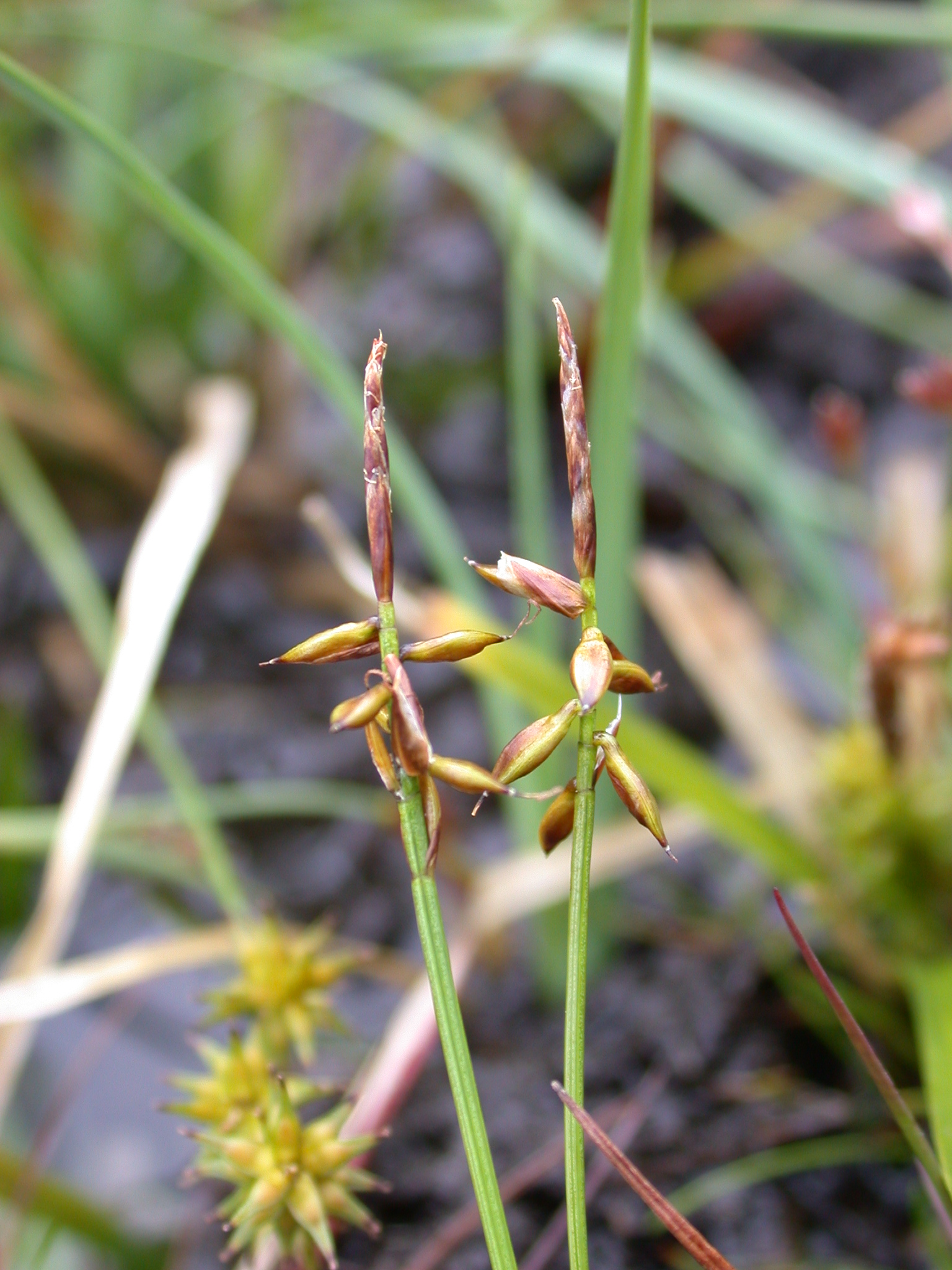Imagem de referência relacionada a Carex pauciflora, item descrito como registro de referência sobre Carex pauciflora, organizado a partir de dados estruturados abertos