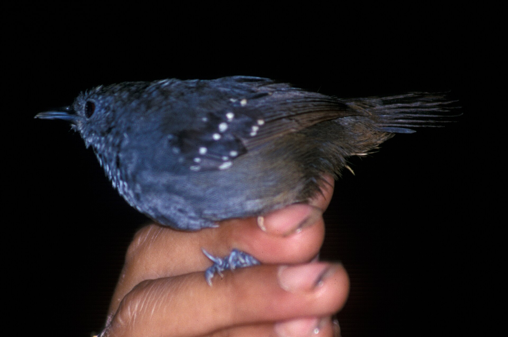 Imagem de referência de Schistocichla, descrito nos dados abertos como género de aves
