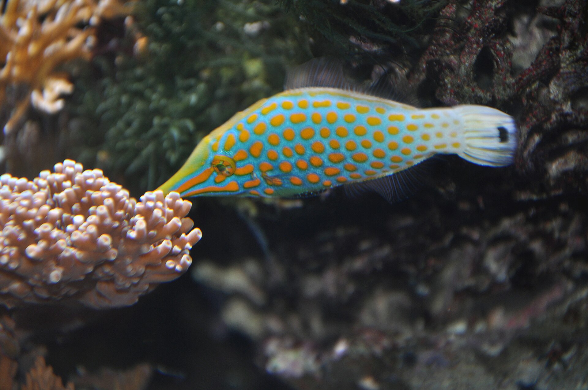 Imagem de referência relacionada a Oxymonacanthus, item descrito como género de peixes