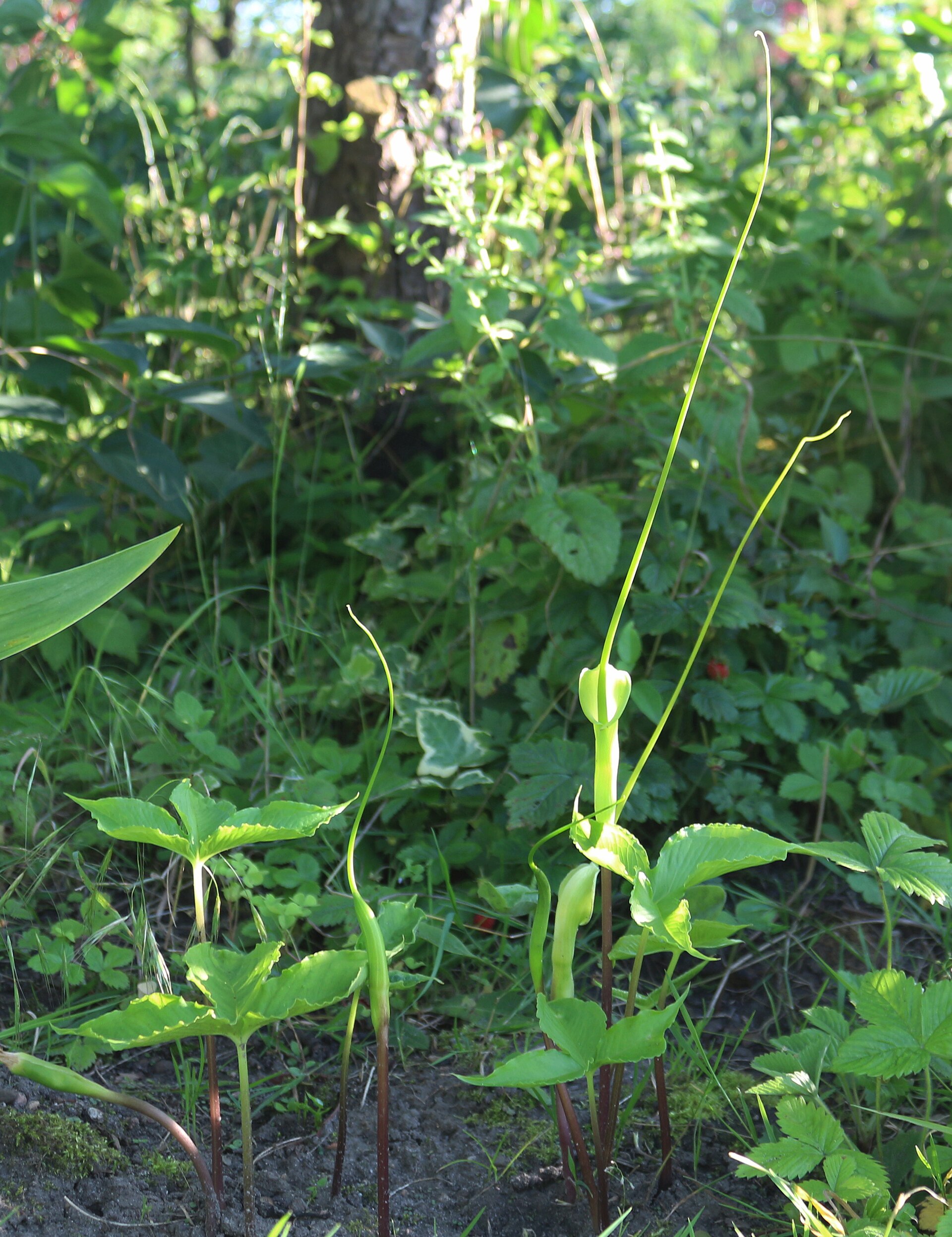 Imagem de referência de Pinellia, descrito nos dados abertos como género de plantas