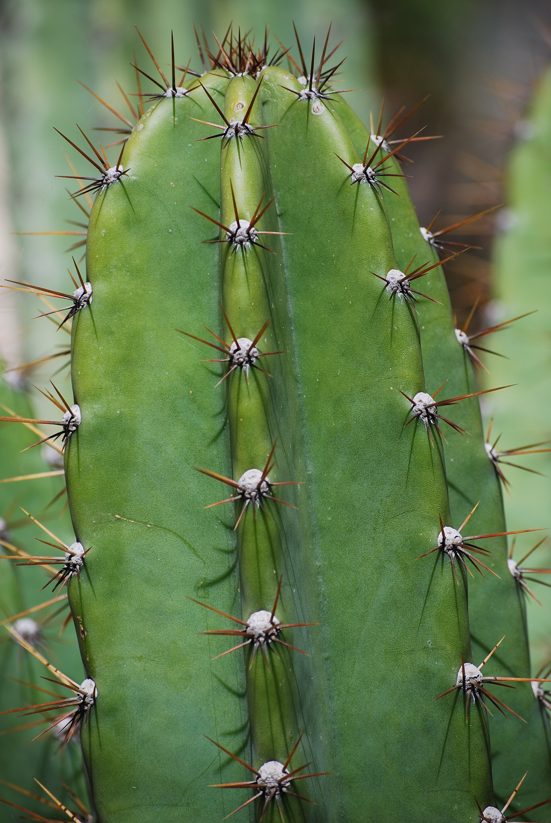 Imagem de referência de Cereus, descrito nos dados abertos como género de plantas
