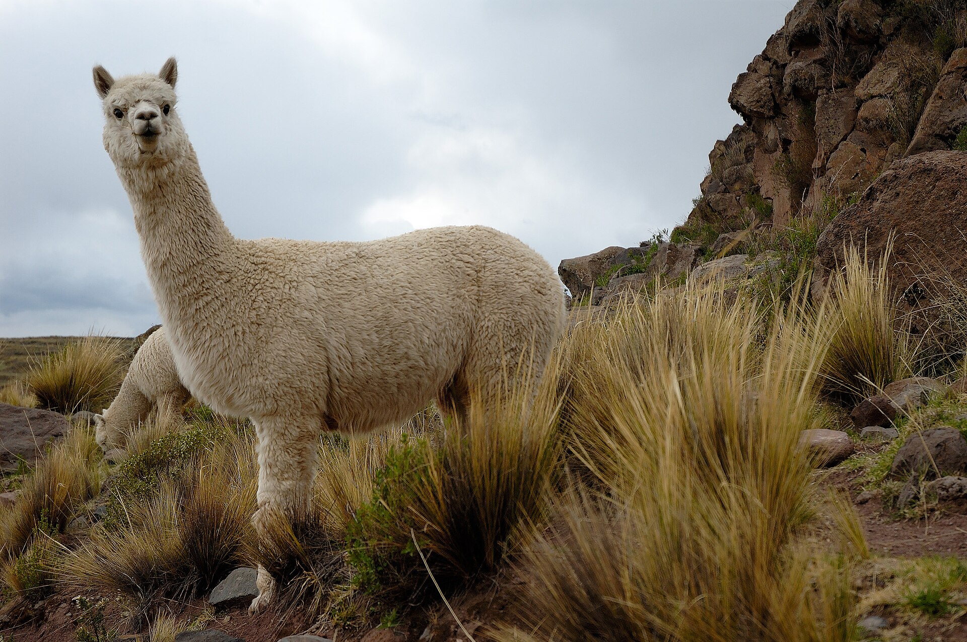 Imagem de referência relacionada a alpaca, item descrito como registro de referência sobre alpaca, organizado a partir de dados estruturados abertos