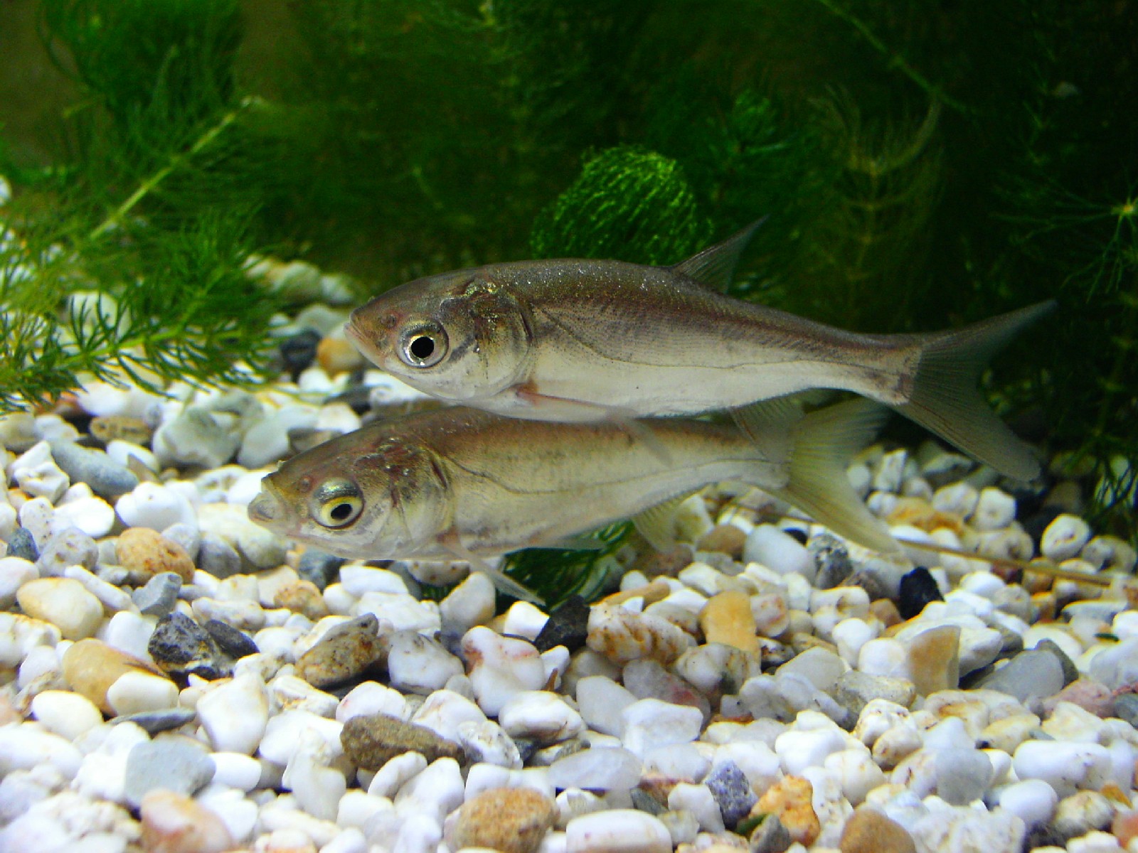 Imagem de referência relacionada a Hypophthalmichthys molitrix, item descrito como registro de referência sobre Hypophthalmichthys molitrix, organizado a partir de dados estruturados abertos