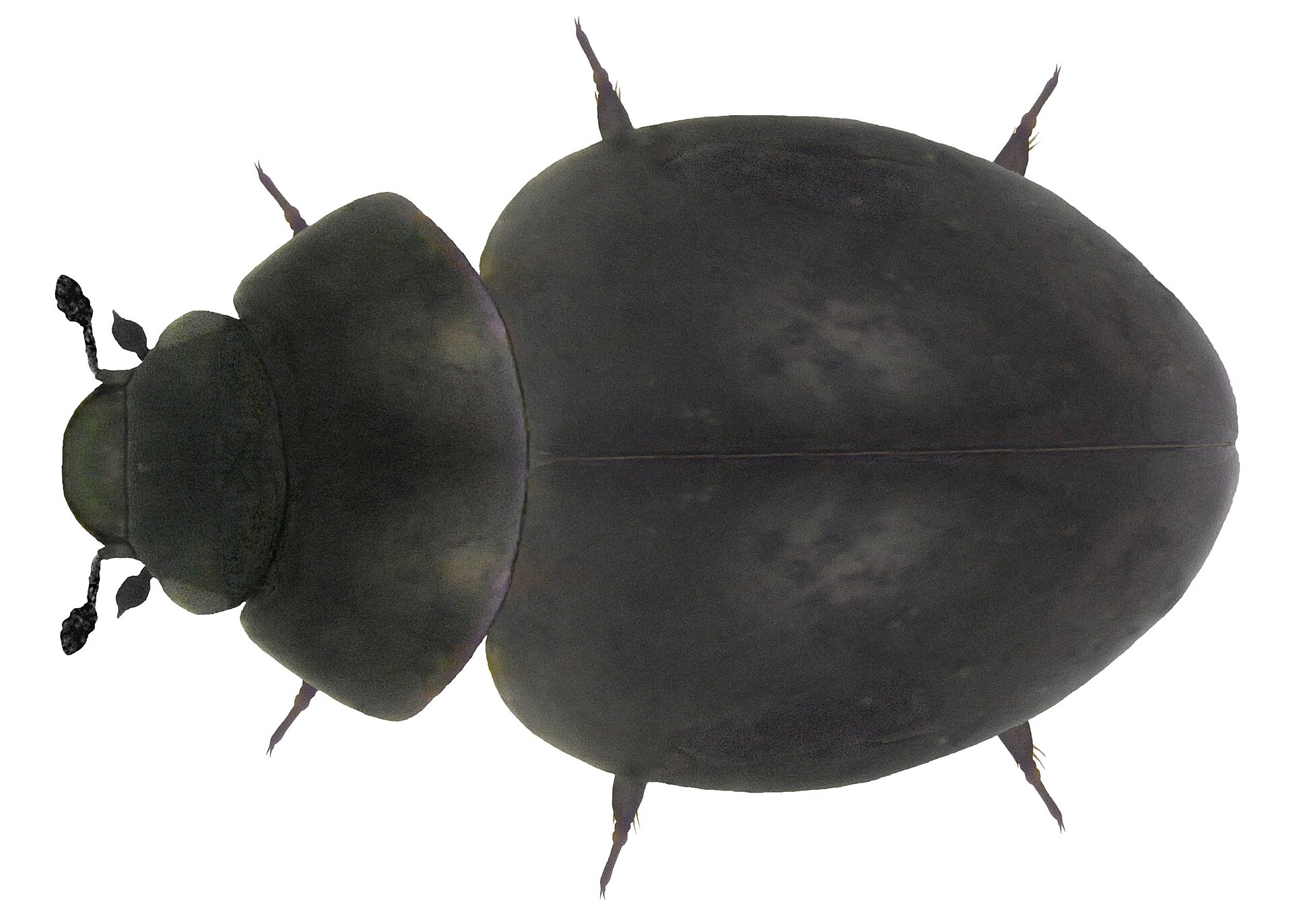 Imagem de referência relacionada a Myxophaga, item descrito como registro de referência sobre Myxophaga, organizado a partir de dados estruturados abertos
