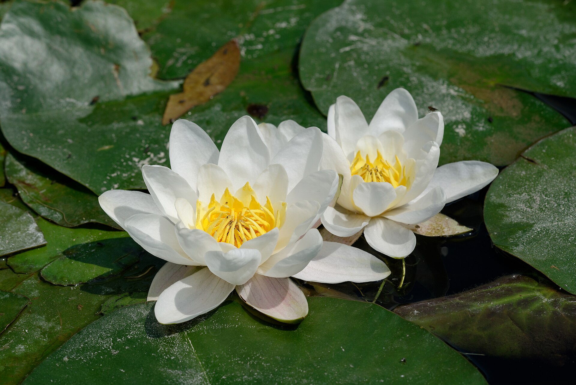 Imagem de referência relacionada a Nymphaeaceae, item descrito como família de angiospermas basais da ordem Nymphaeales