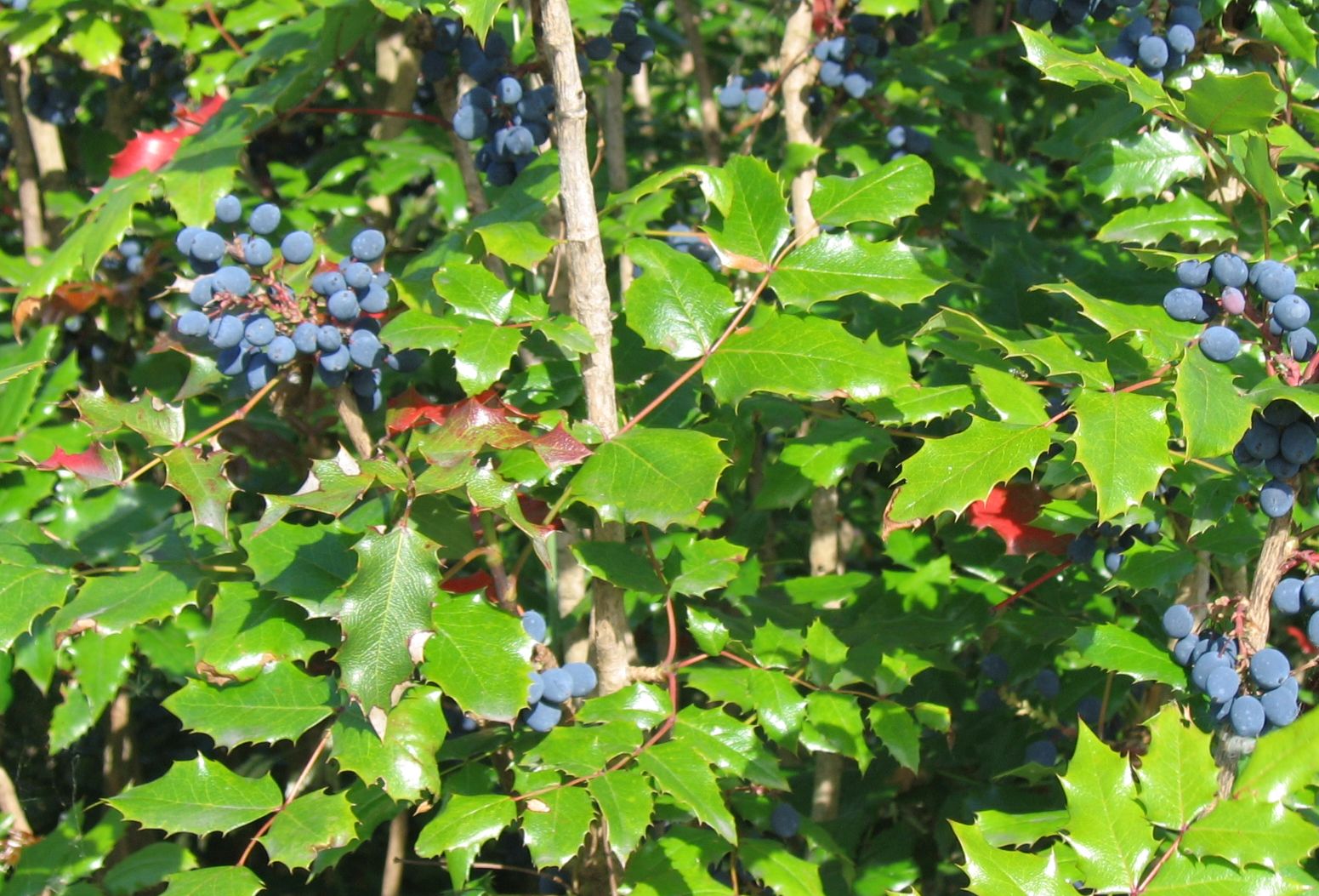 Imagem de referência de Mahonia, descrito nos dados abertos como género de plantas