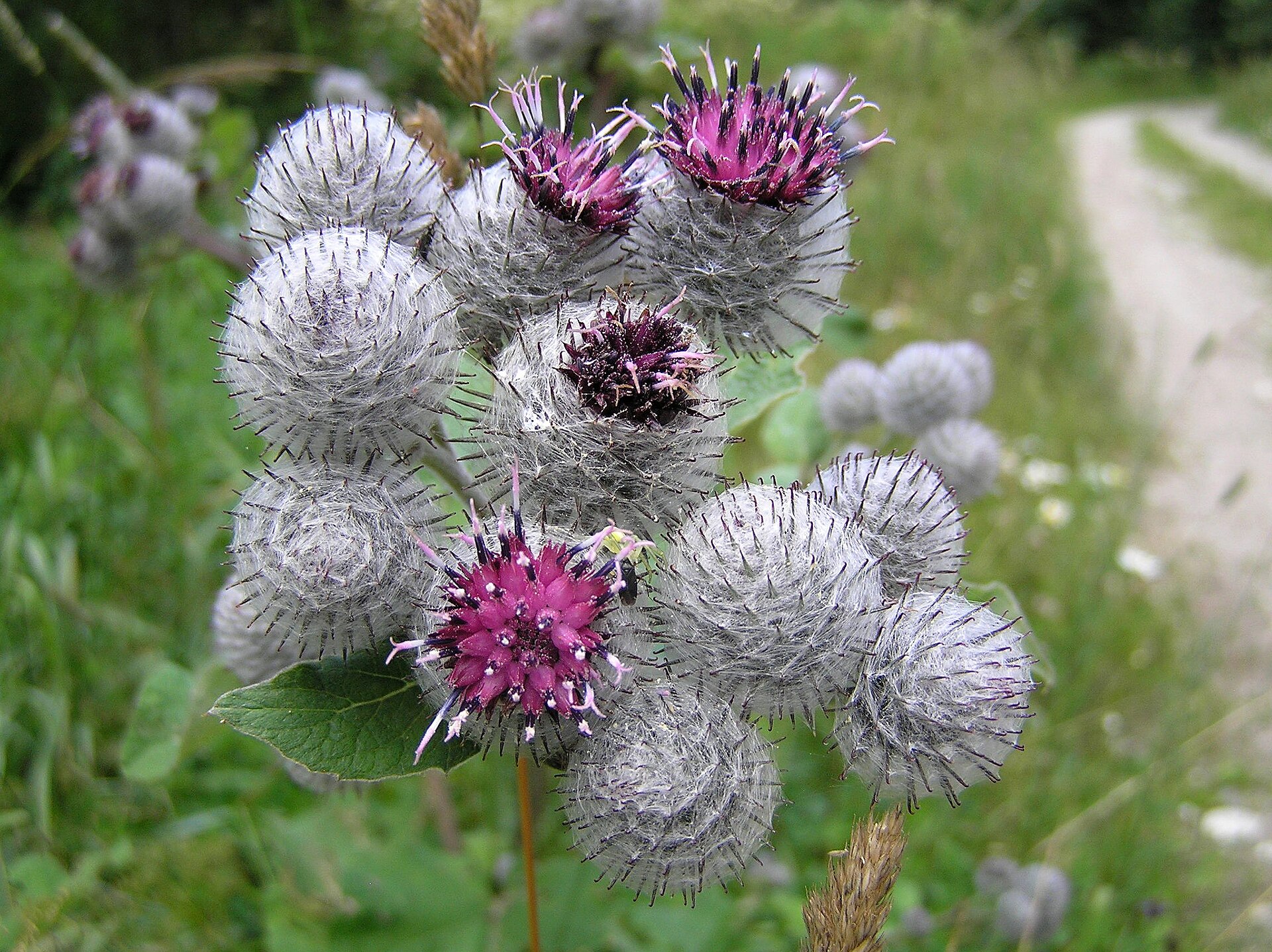 Imagem de referência relacionada a Arctium, item descrito como género de plantas