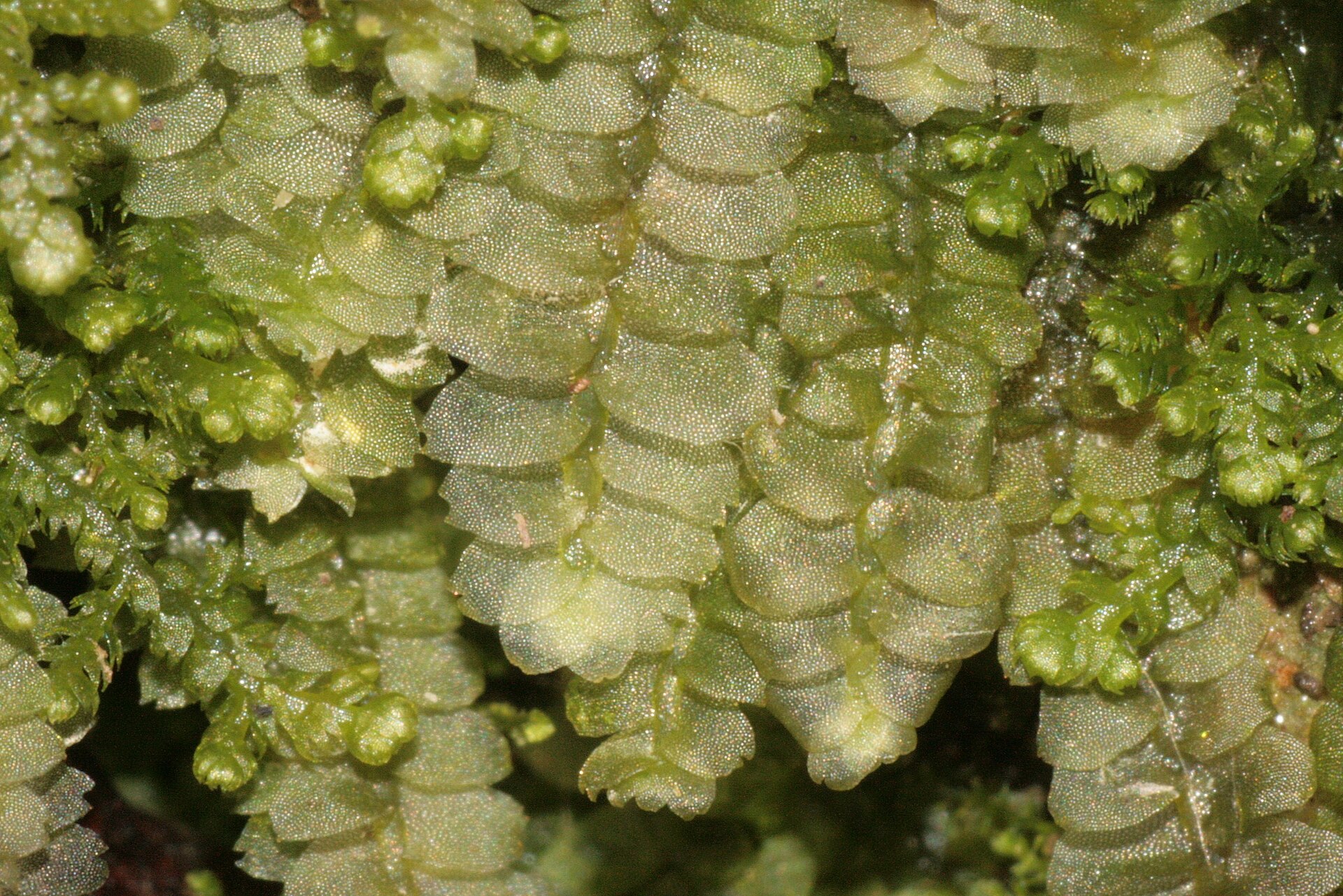 Imagem de referência de Calypogeia, descrito nos dados abertos como género de plantas