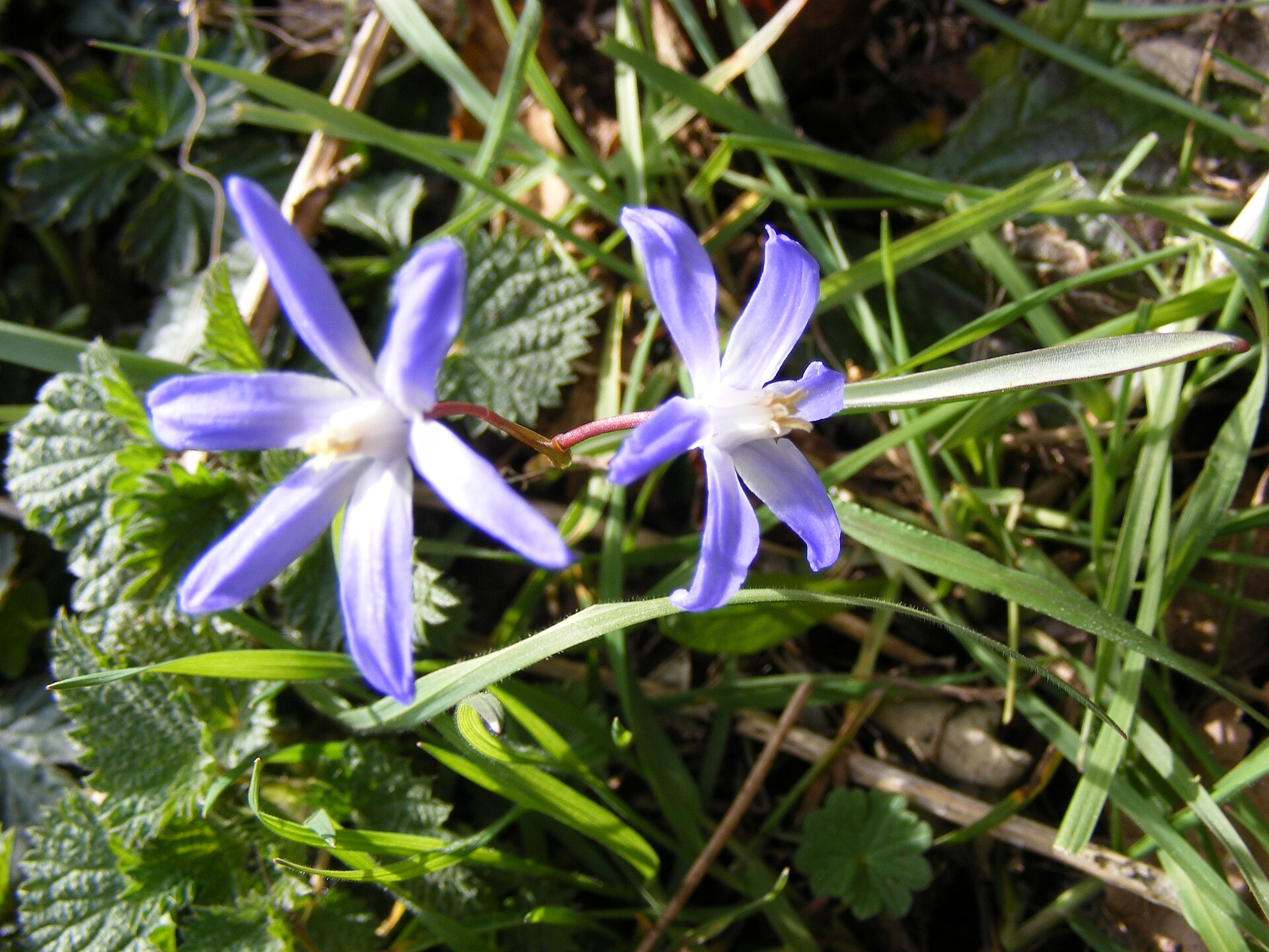 Imagem de referência de Chionodoxa, descrito nos dados abertos como género de plantas