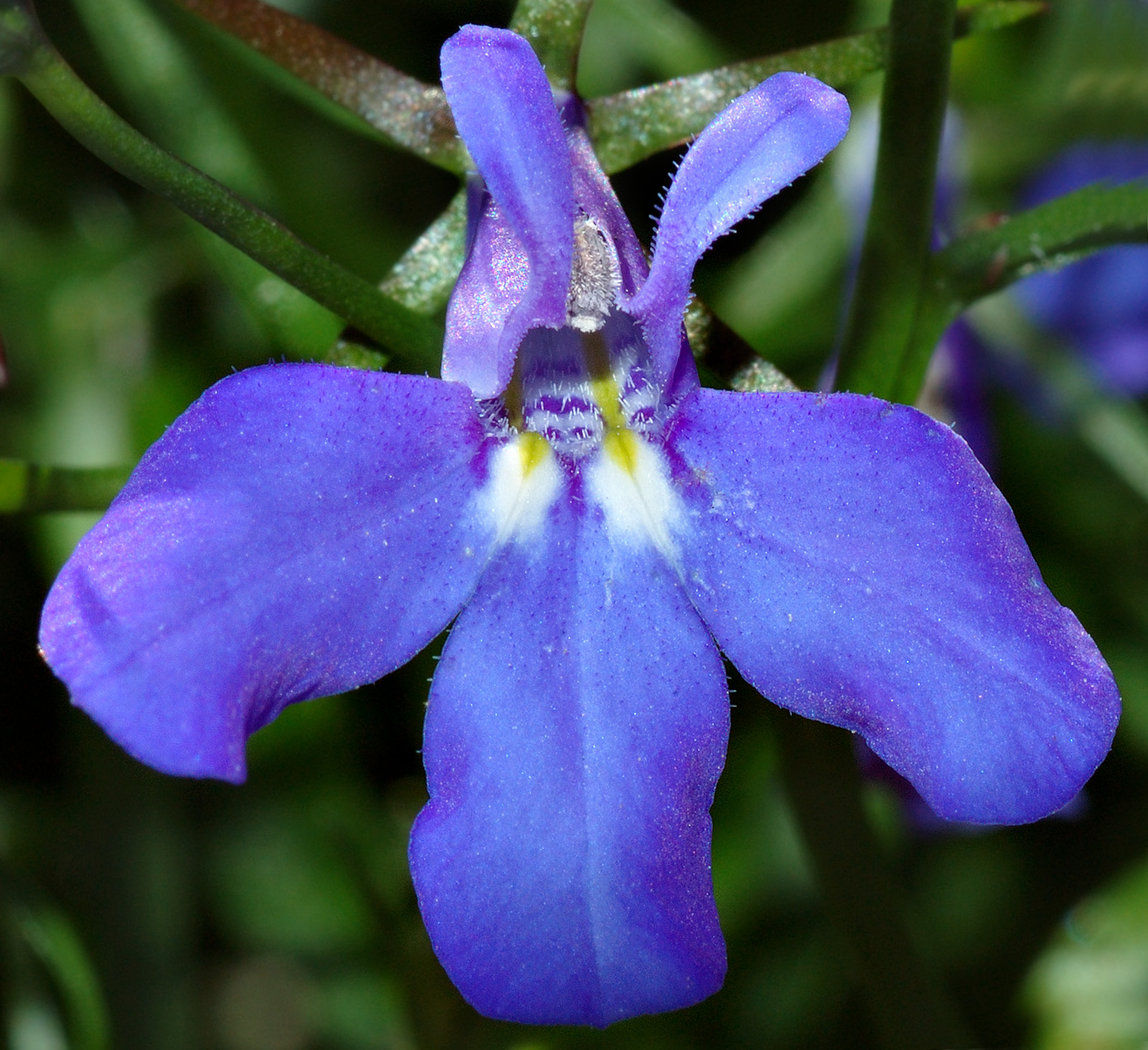 Imagem de referência relacionada a Lobelia erinus, item descrito como espécie de planta
