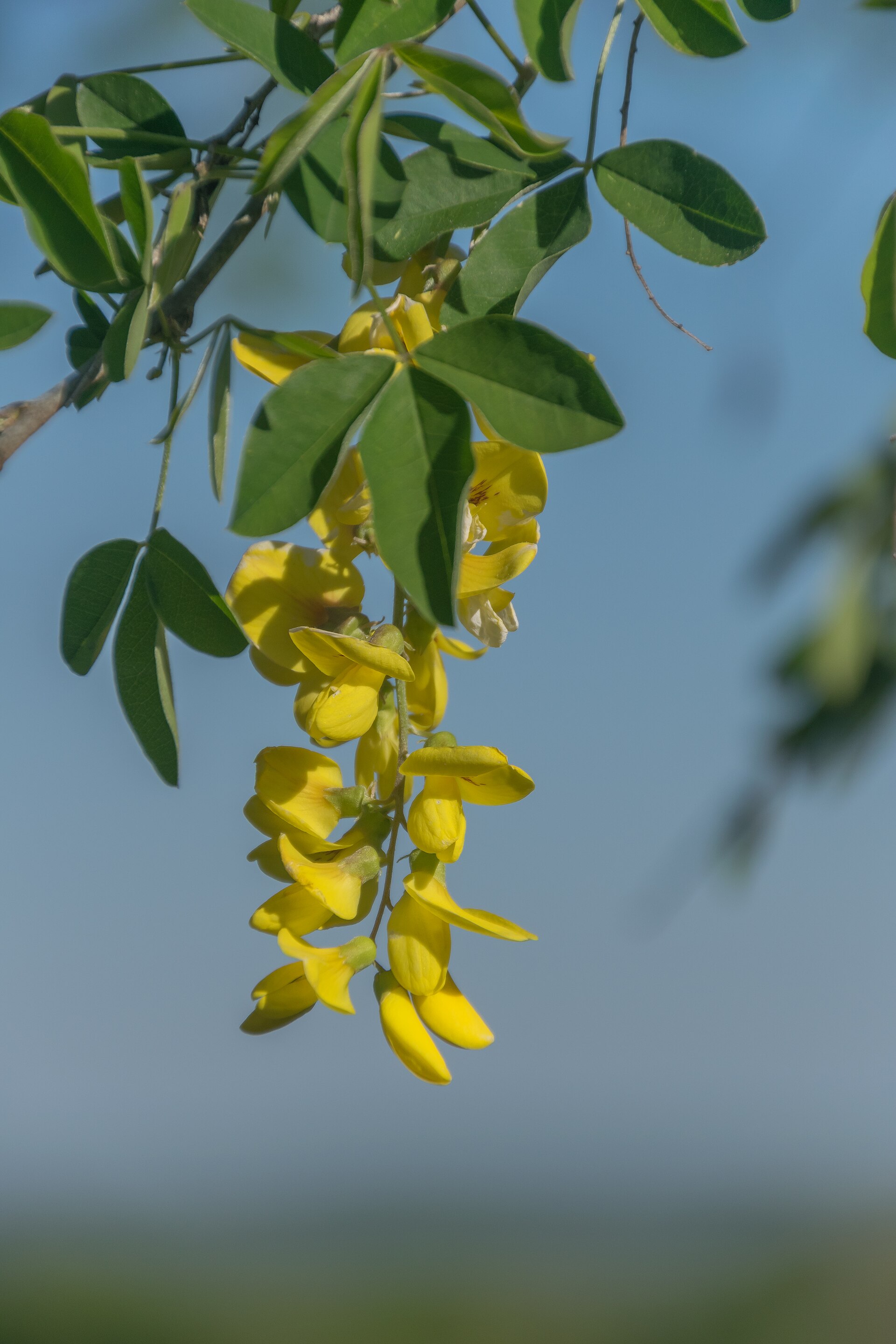 Imagem de referência de Laburnum, descrito nos dados abertos como género de plantas
