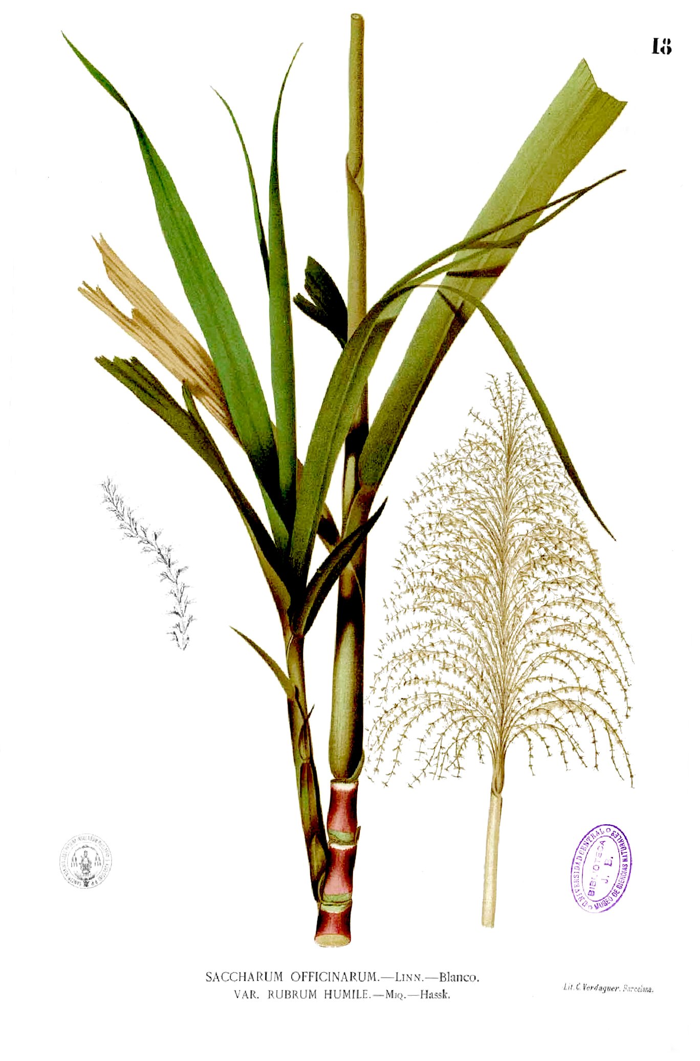 Imagem de referência de Saccharum, descrito nos dados abertos como género de plantas