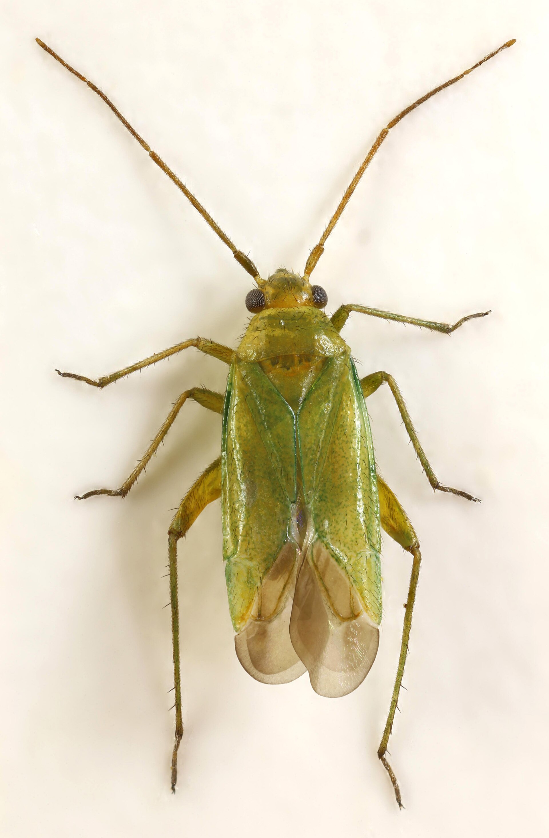 Imagem de referência de Orthotylus ericetorum, descrito nos dados abertos como espécie de inseto