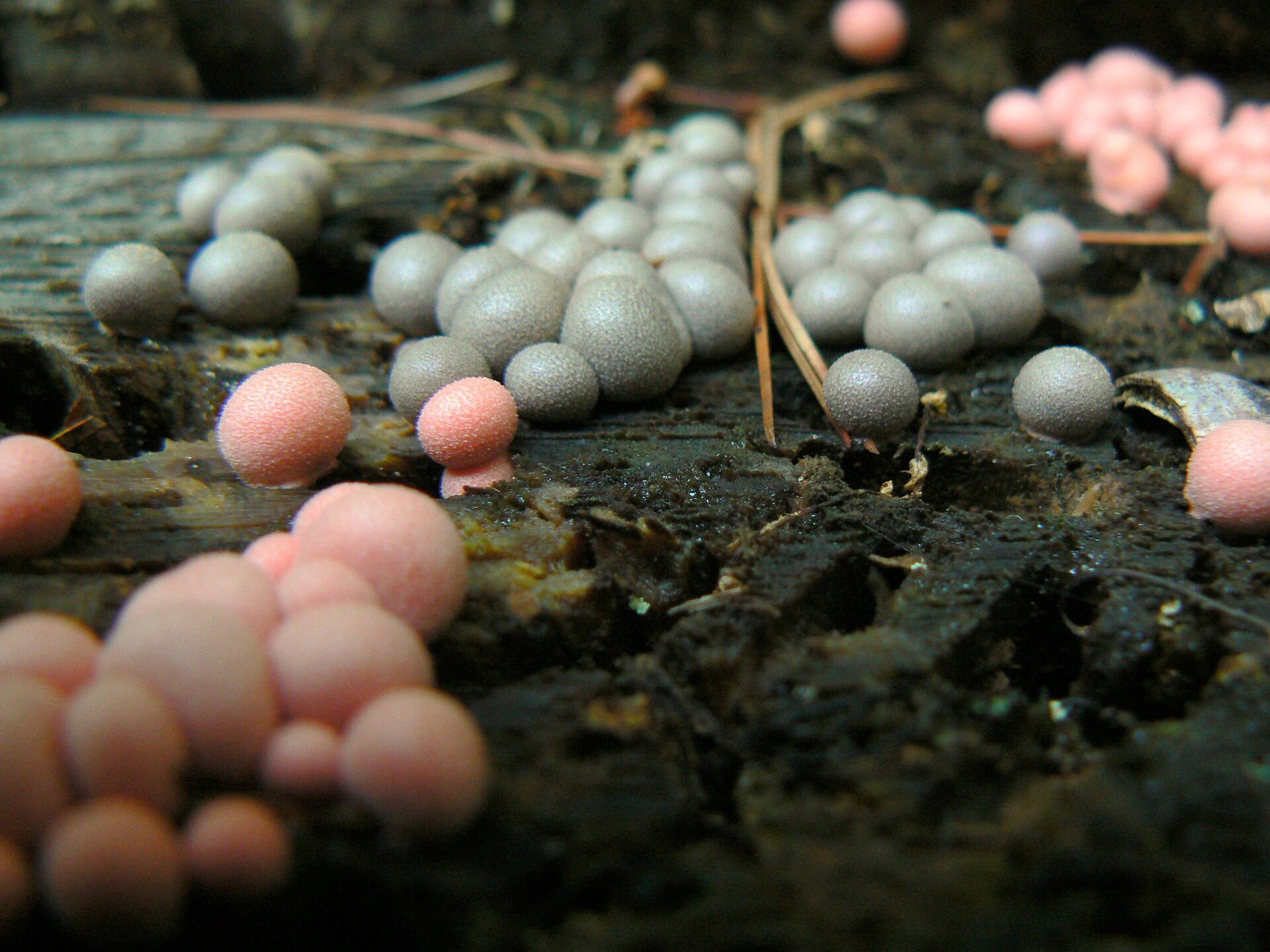 Imagem de referência relacionada a Epidendrum, item descrito como género de plantas