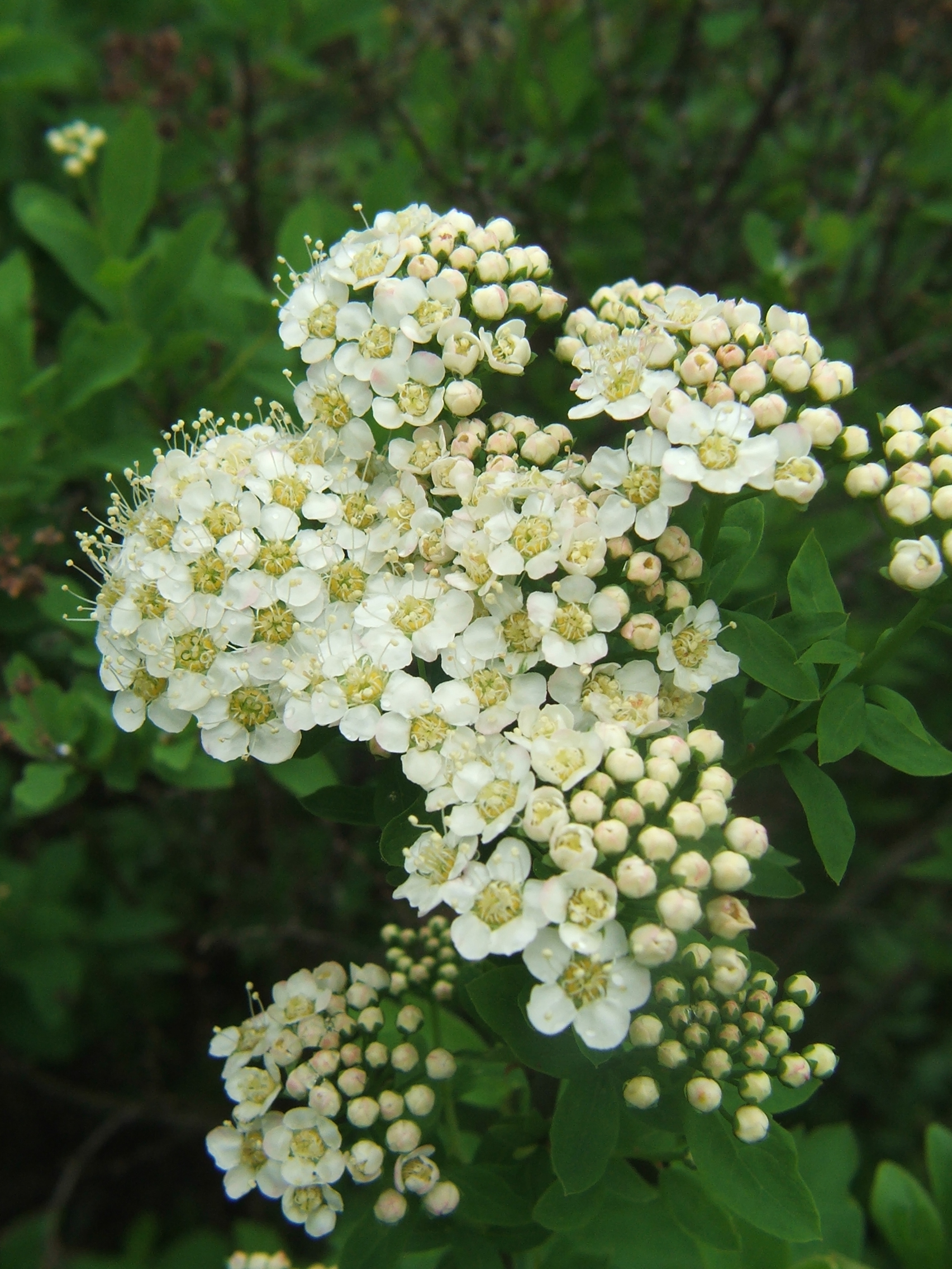 Imagem de referência de Spiraea, descrito nos dados abertos como género de plantas