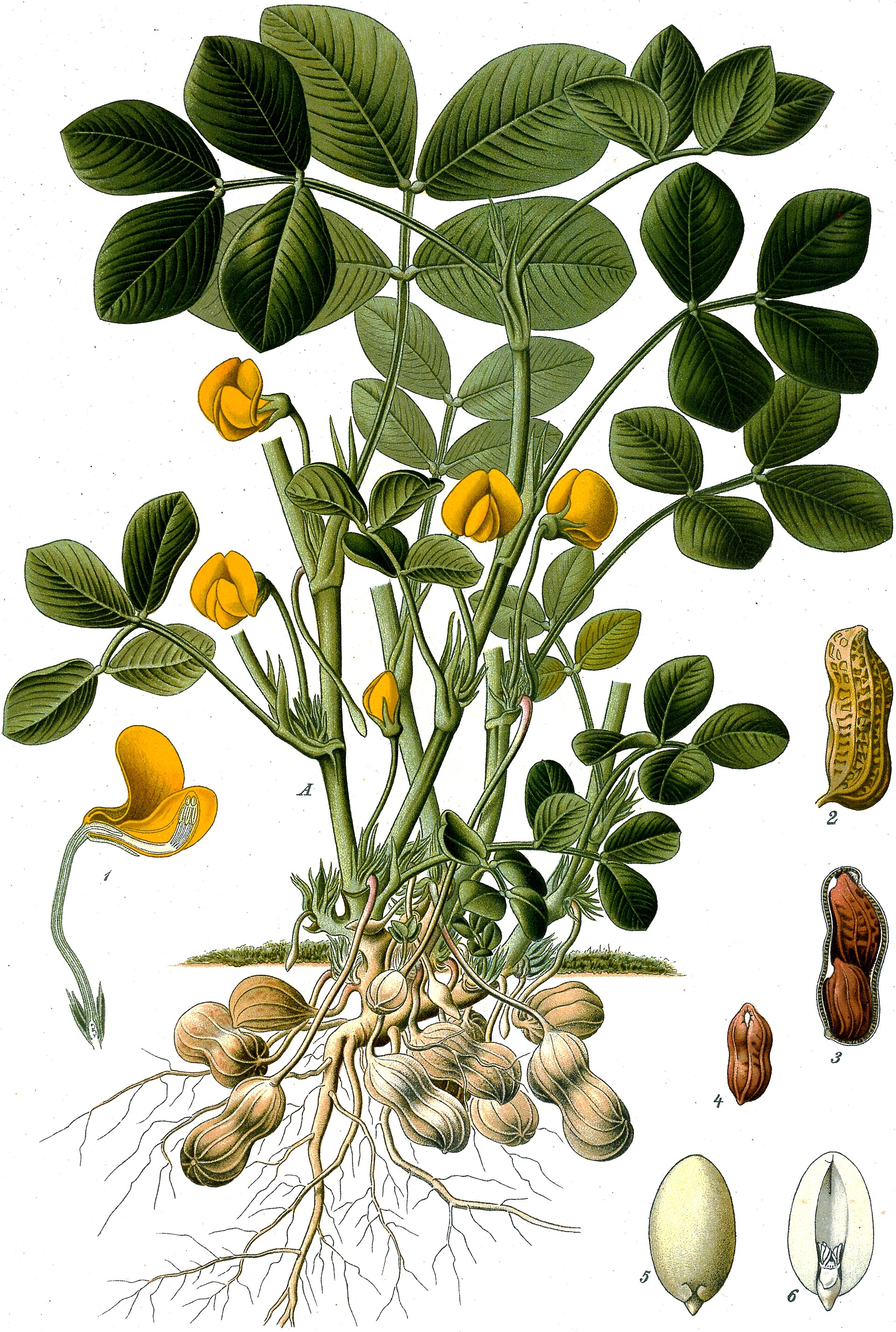 Imagem de referência de Arachis, descrito nos dados abertos como género de plantas