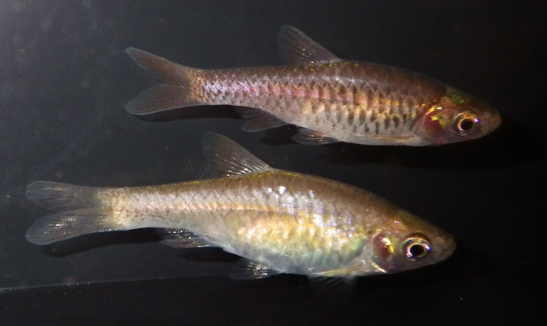 Imagem de referência relacionada a Rasbora, item descrito como género de peixes