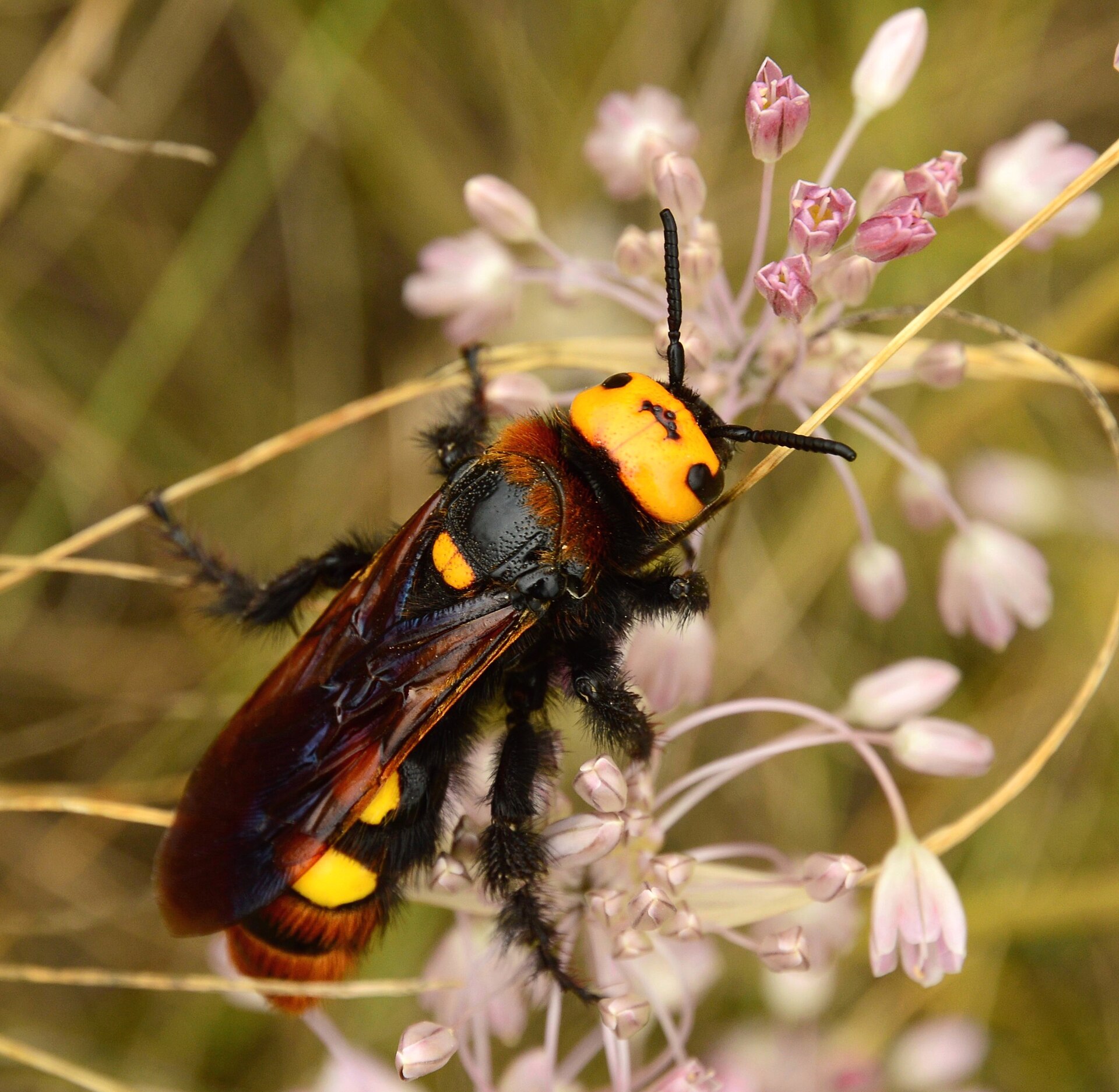 Imagem de referência relacionada a Regiscolia maculata, item descrito como espécie de inseto