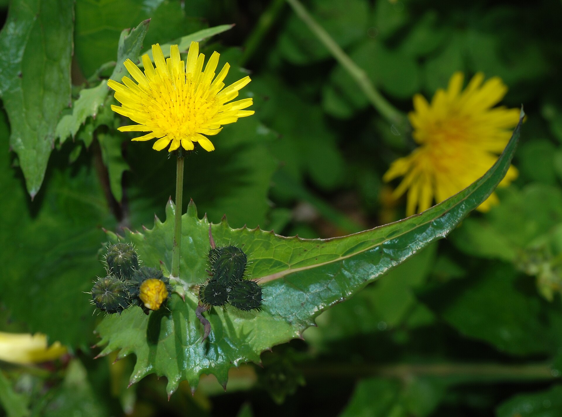 Imagem de referência de Sonchus, descrito nos dados abertos como género de plantas