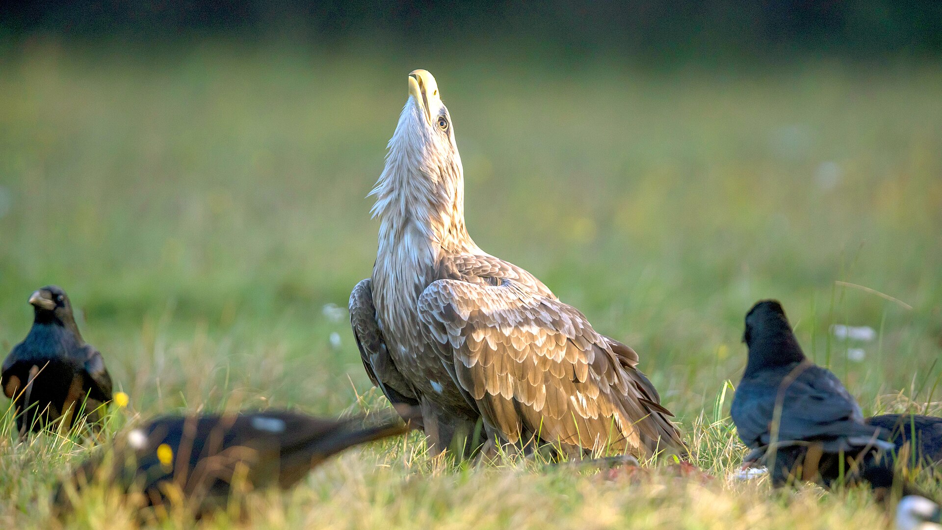 Imagem de referência relacionada a Haliaeetus, item descrito como registro de referência sobre Haliaeetus, organizado a partir de dados estruturados abertos