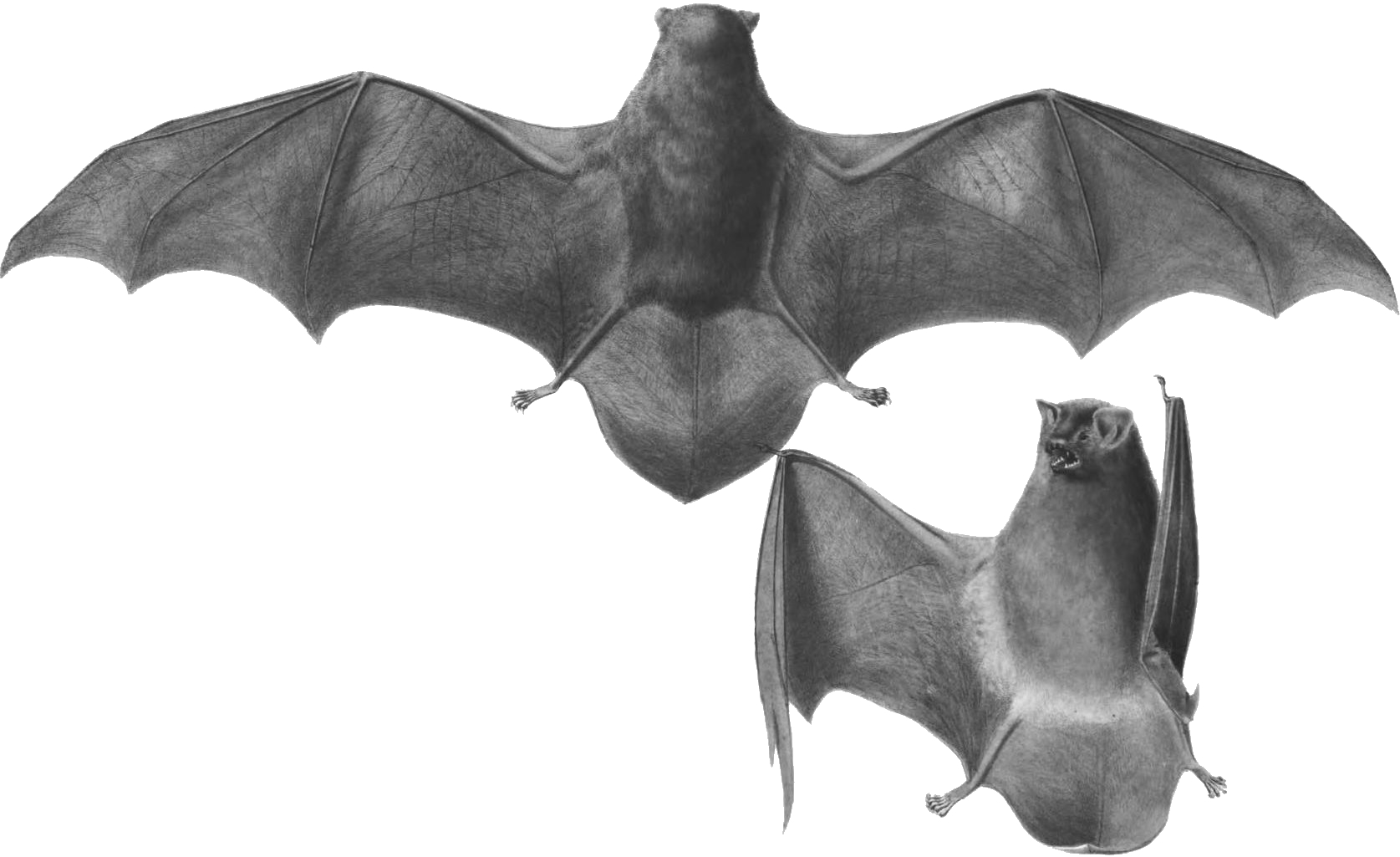 Imagem de referência de Miniopteridae, descrito nos dados abertos como família de mamíferos