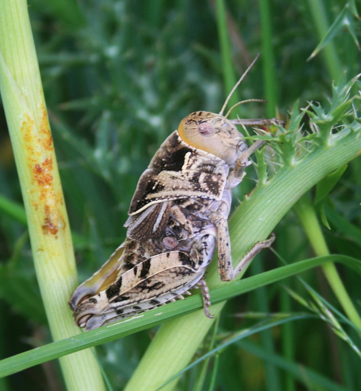 Imagem de referência de Prionotropis hystrix, descrito nos dados abertos como espécie de inseto