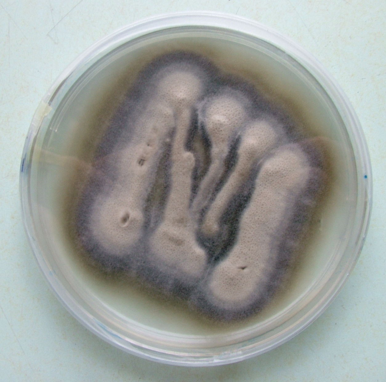 Imagem de referência de Verticillium, descrito nos dados abertos como género de fungos