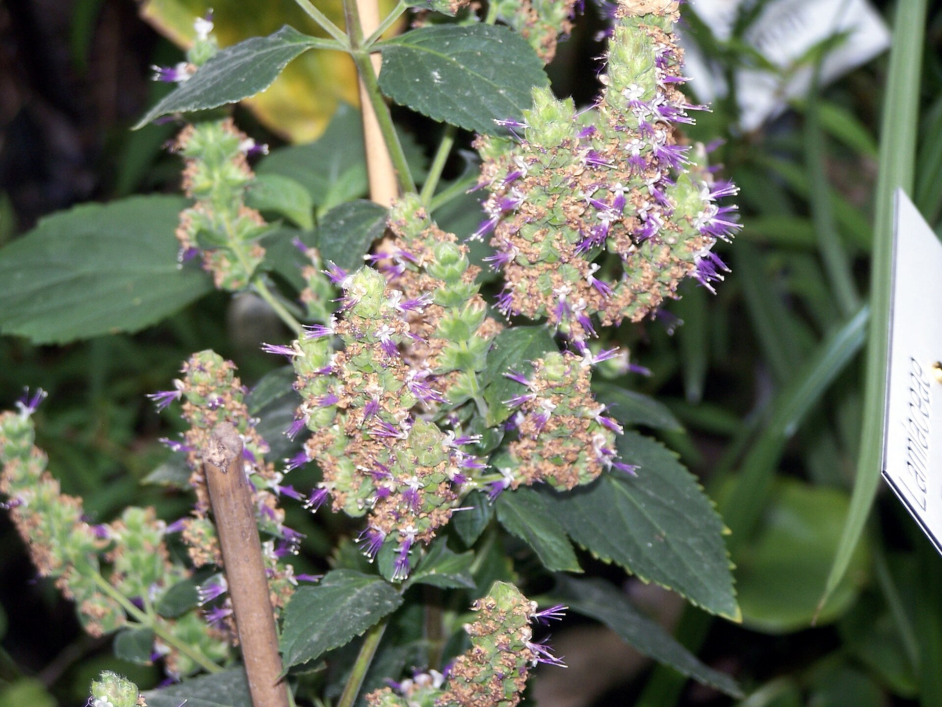 Imagem de referência de Pogostemon, descrito nos dados abertos como género de plantas